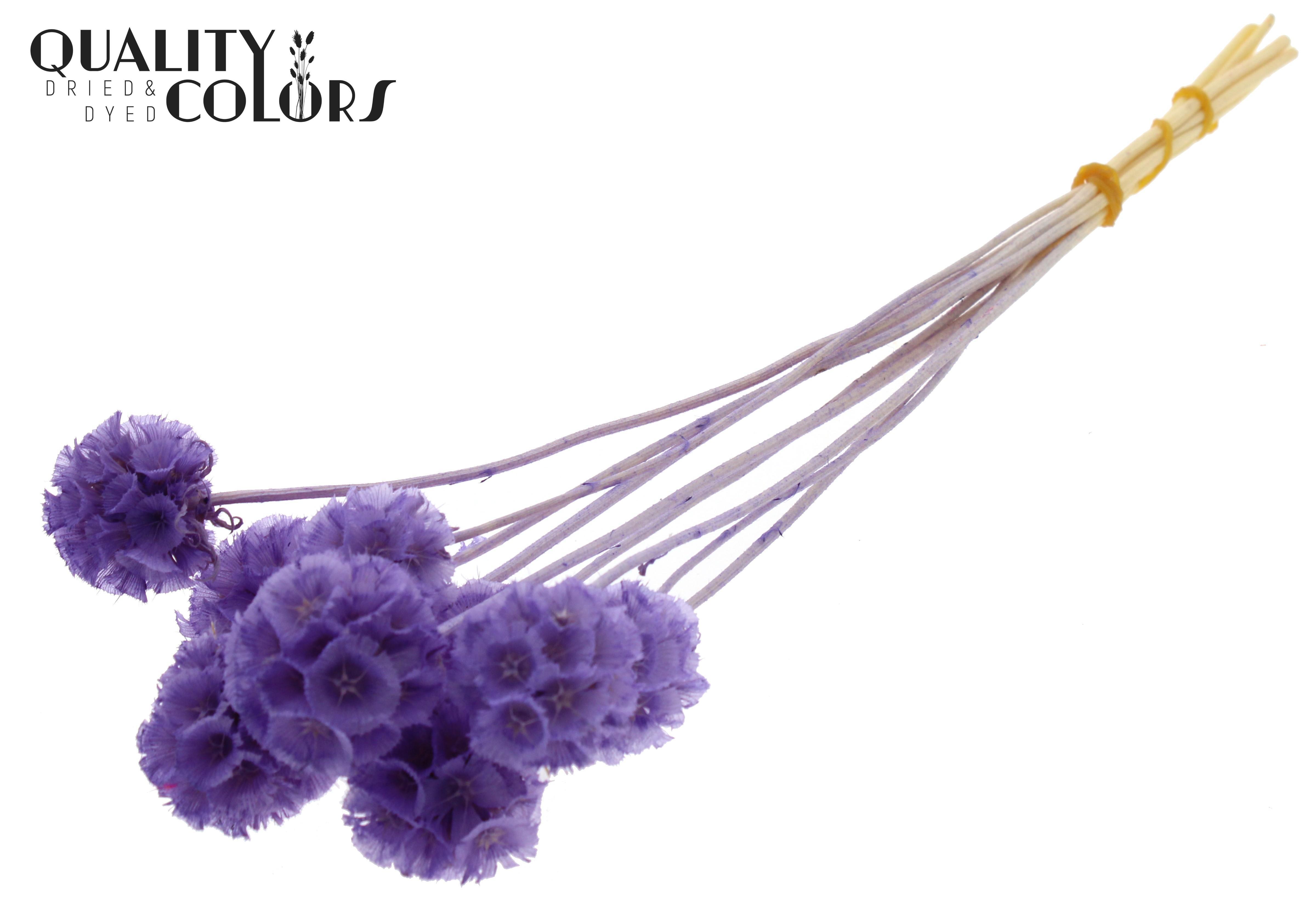 Scabiosa Milka Per Bunch 35cm