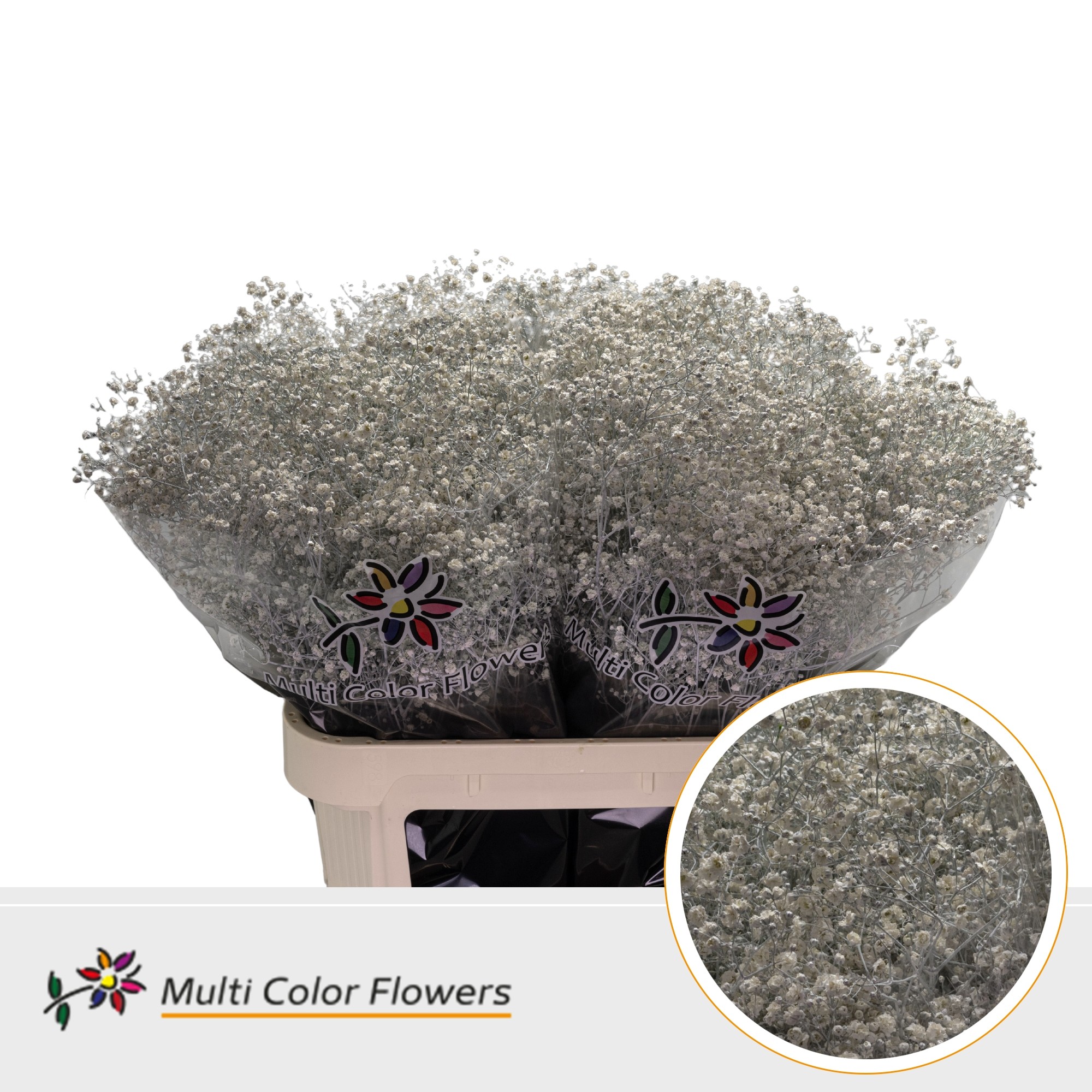 Gypsophila Painted Xlence White 80cm