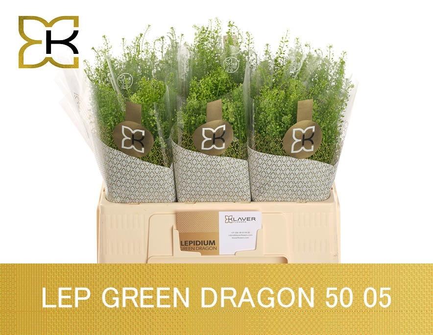 Lep Vi Green Dragon
