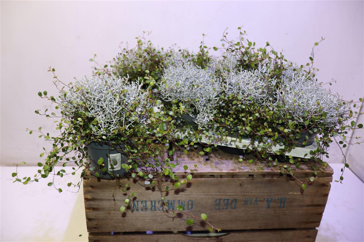 Leucoph Brownii + Muehlenbeckia
