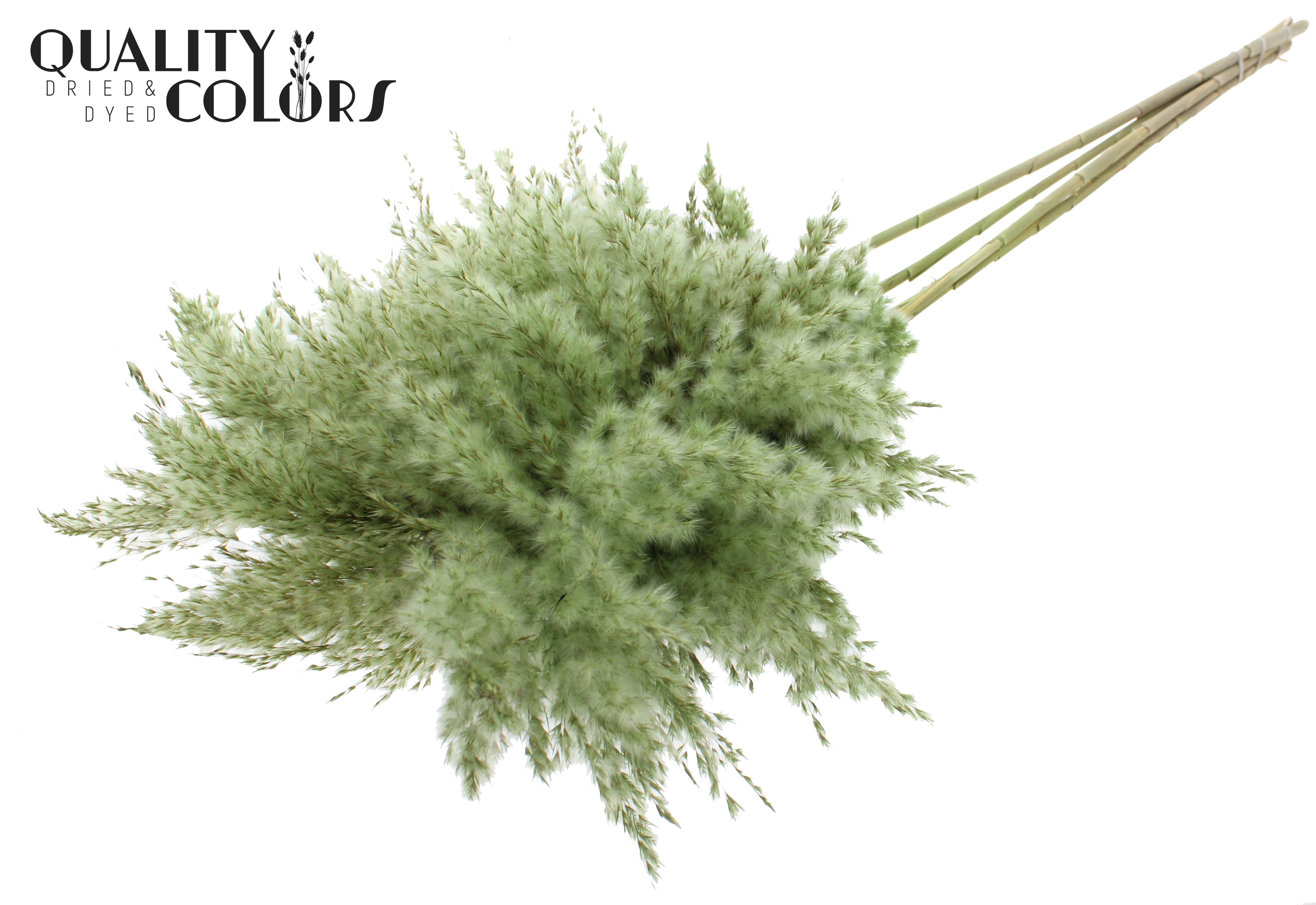 Pampas Grass Light Green Per Bunch 100cm