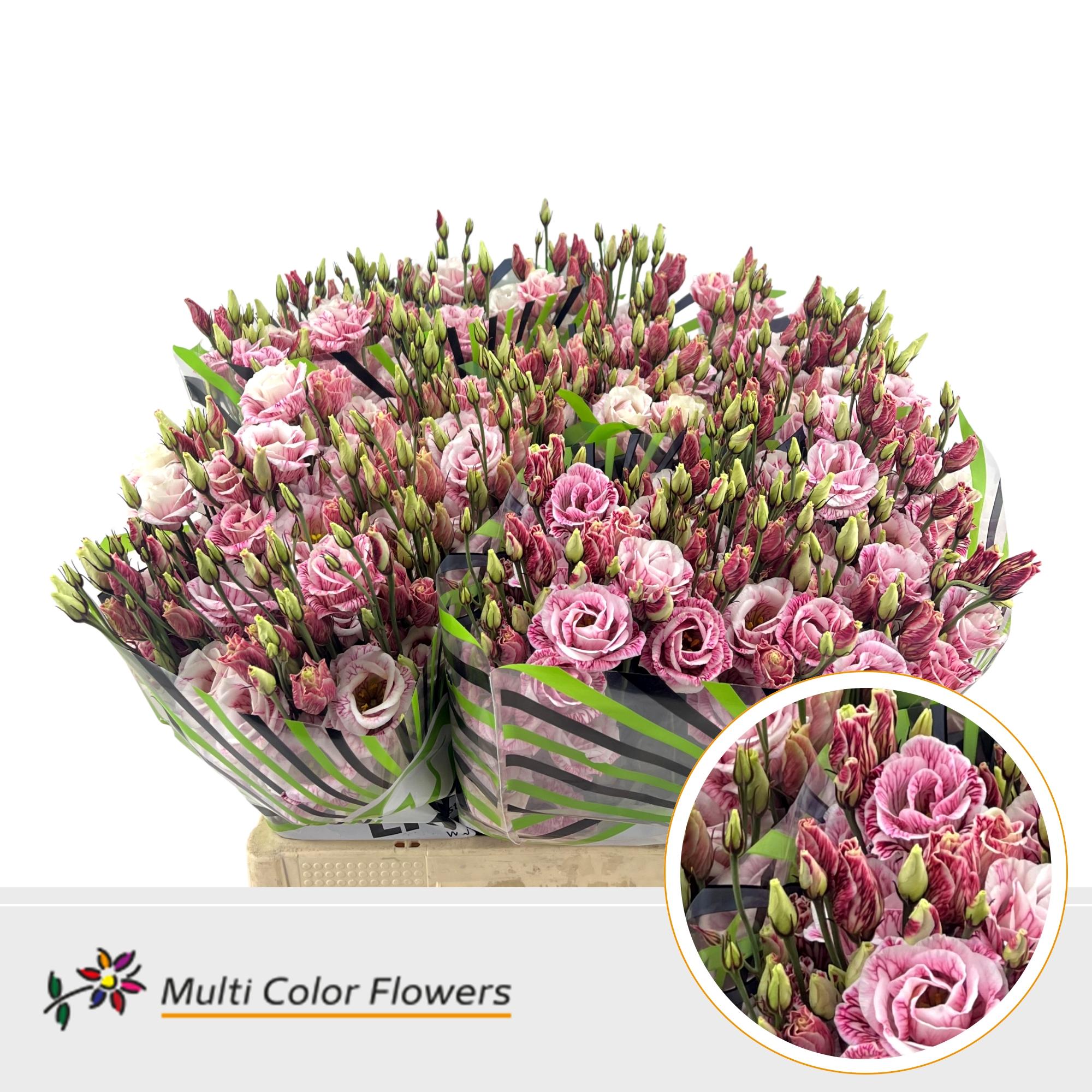 Eustoma Double Painted Bordeaux 60cm