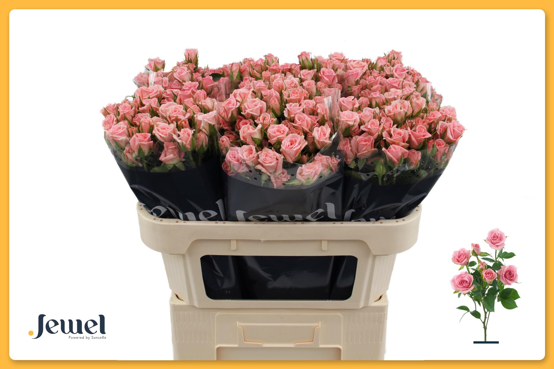 Rosa Spr Odilia 70cm