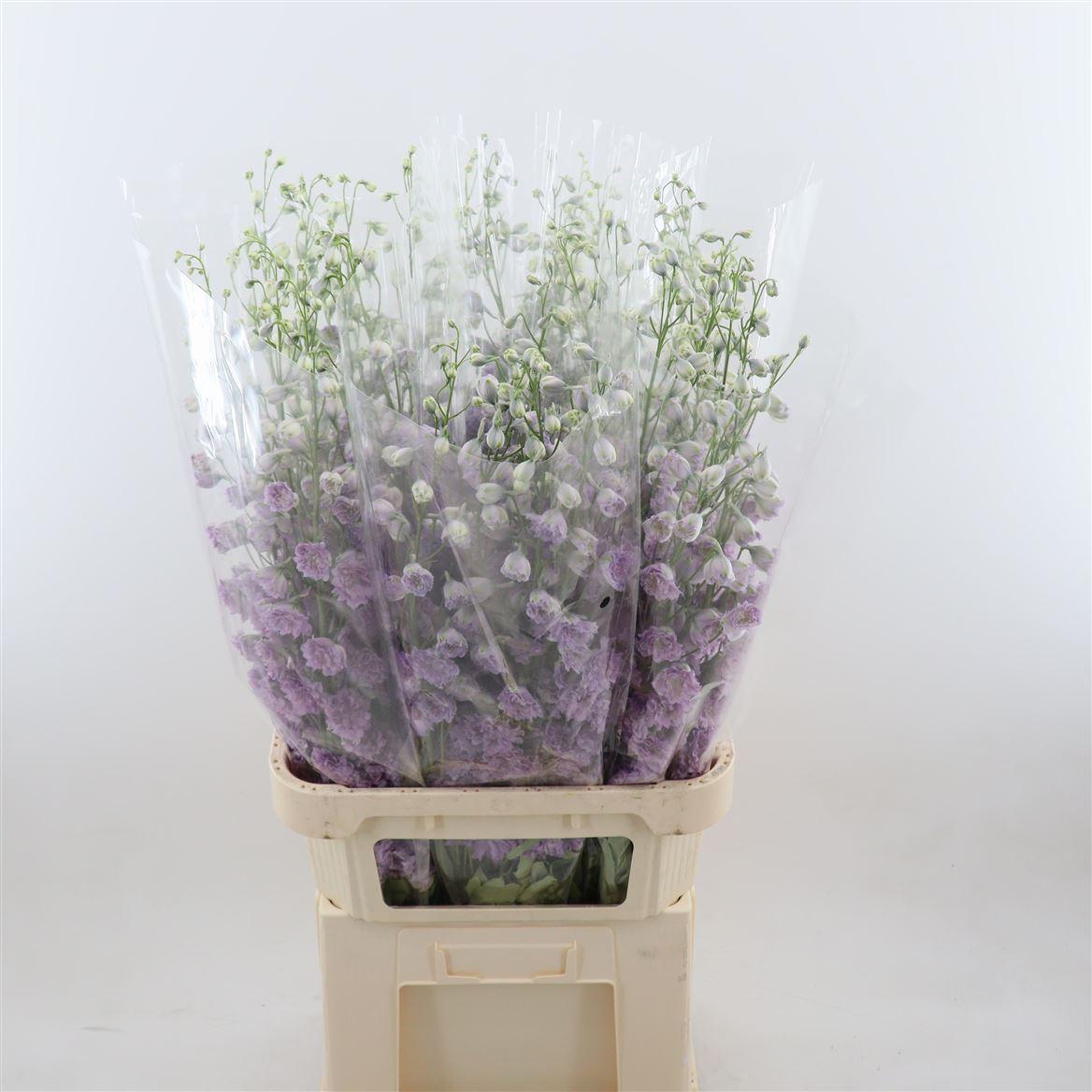 Delphinium Double Delp Pink P