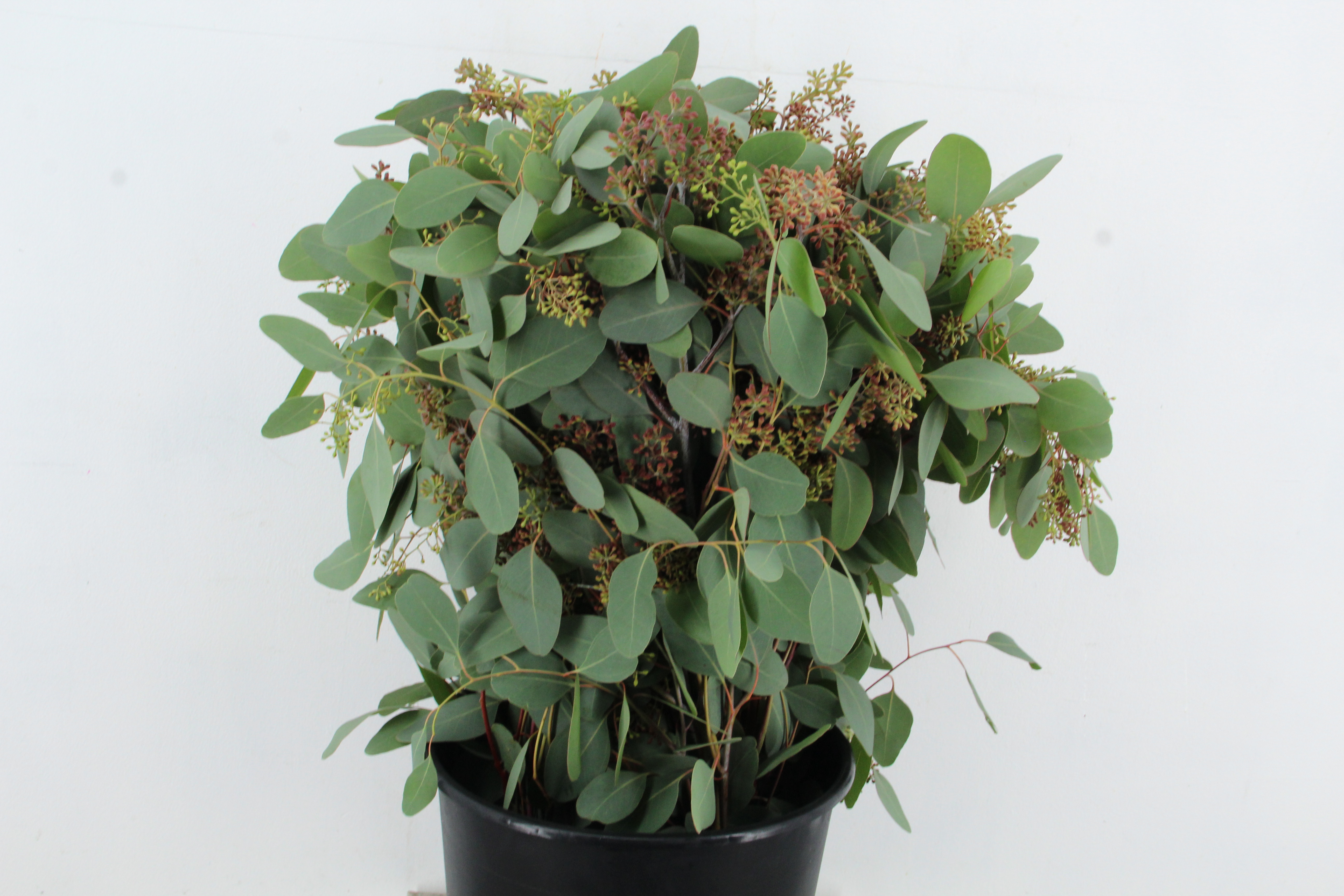 Eucalyptus Populus Berry Per Bunch 65cm 300gr.