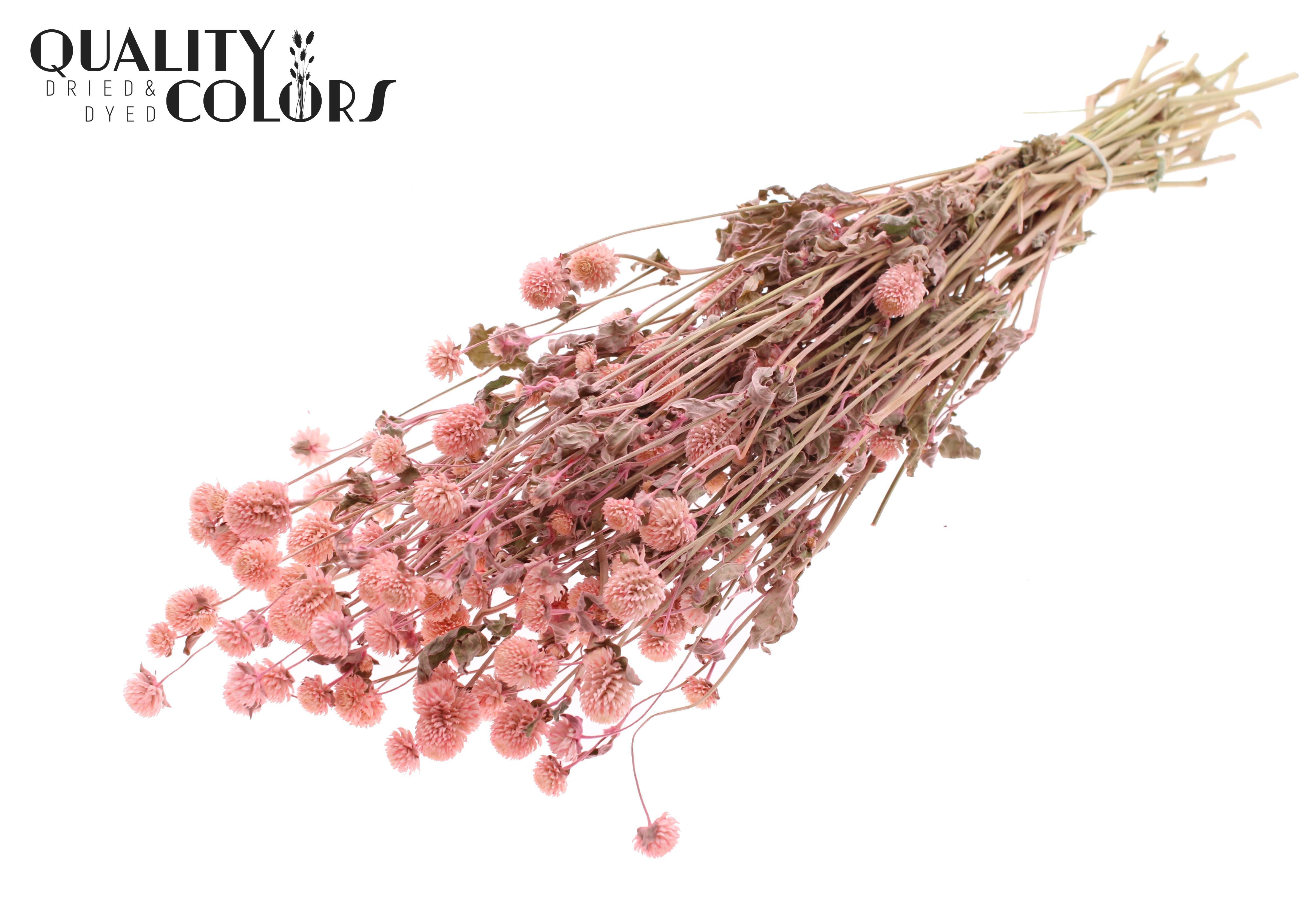 Gomphrena Globosa Pink Per Bunch 60cm