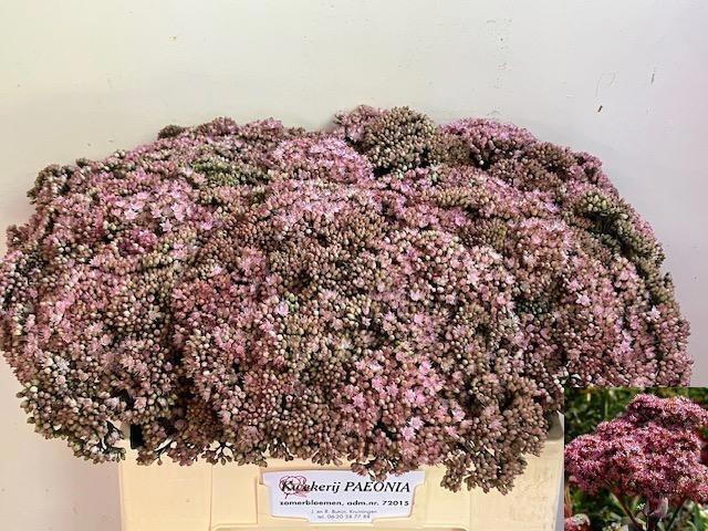 Sedum Matrona