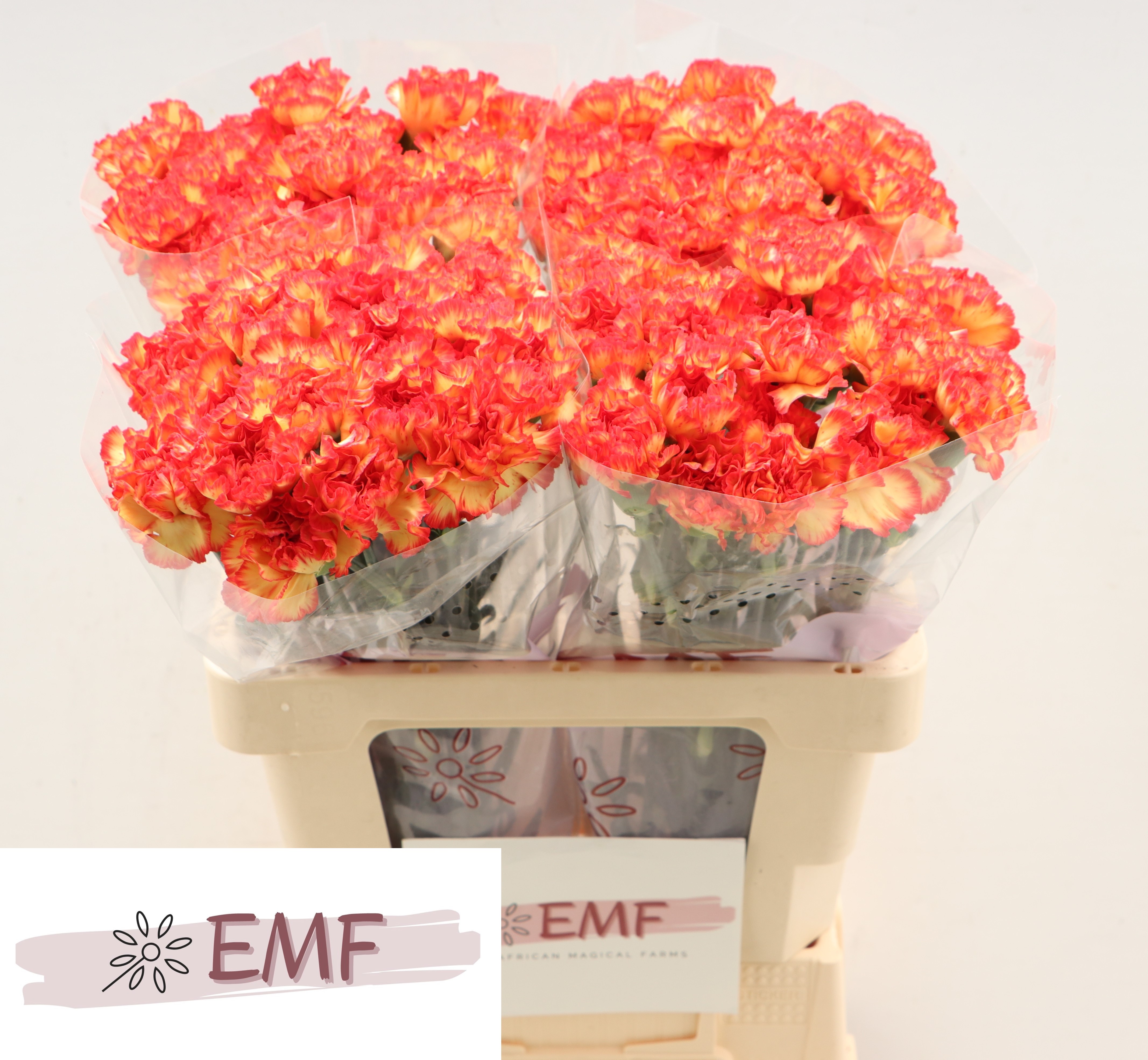 Dianthus Single Zenit 60cm