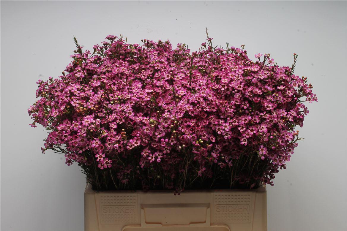 Chamelauc Mb Violet