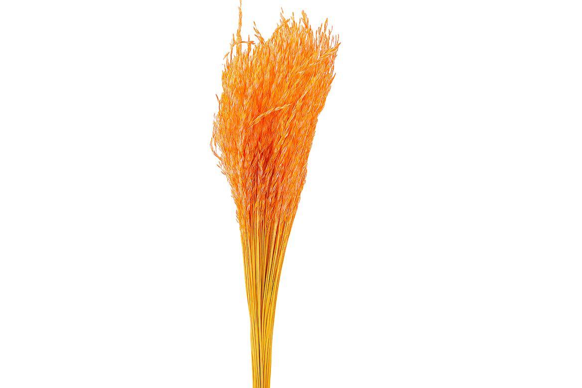 Dried Artz Rice Grass Gaugain Bunch