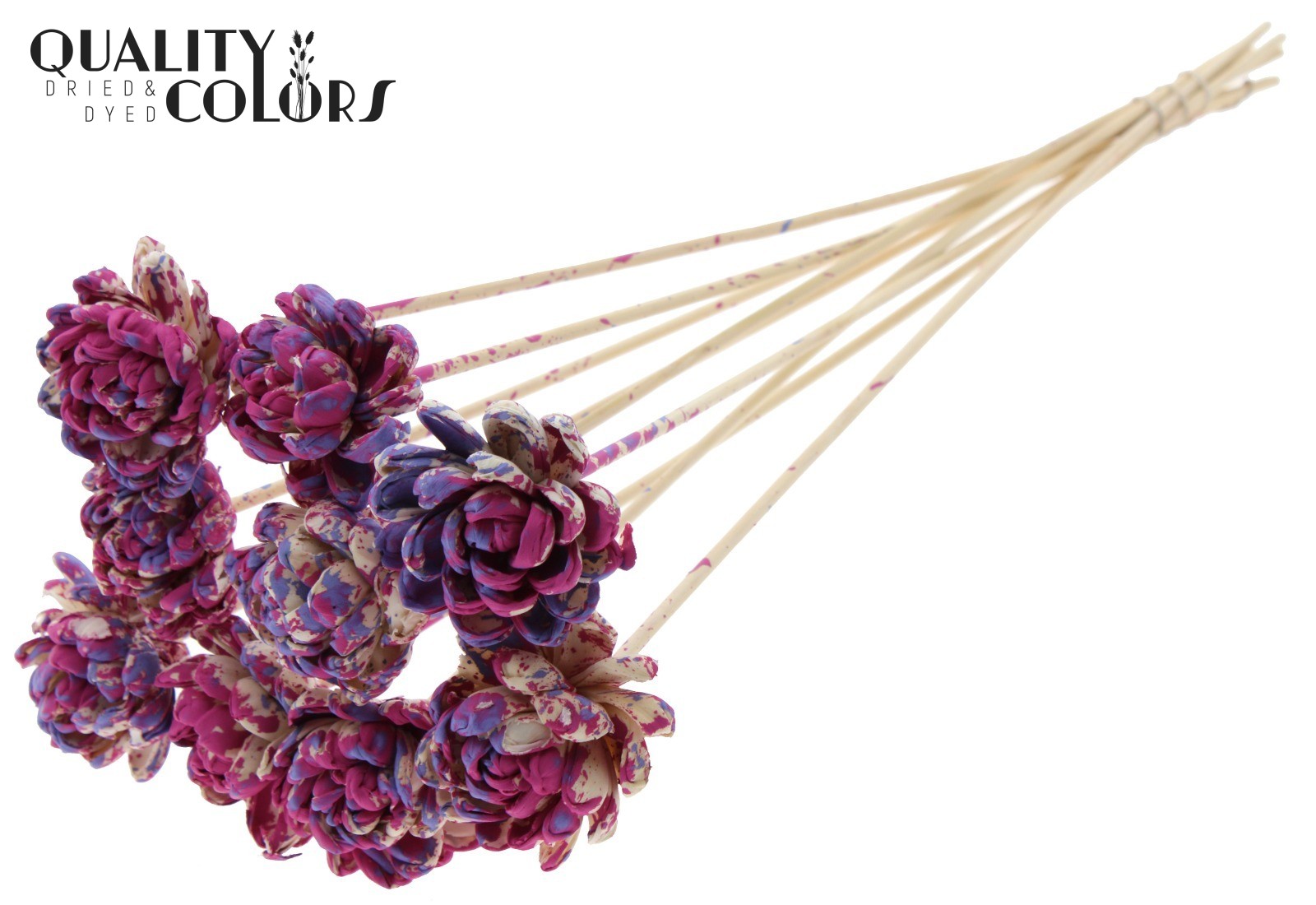 Shola New Beauty Rose Milka 50cm