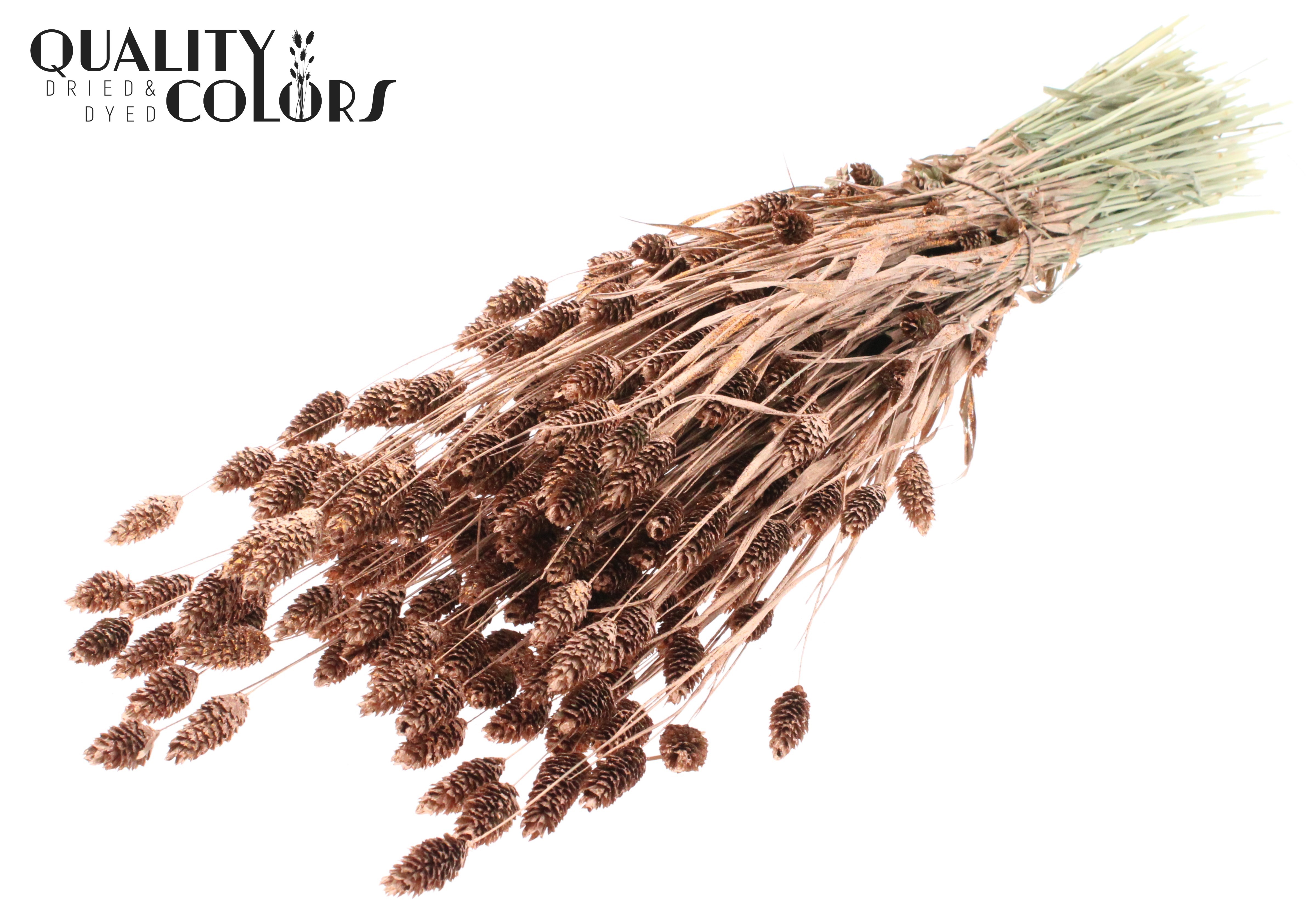 Phalaris Copper + Glitter Per Bunch 60cm 220gr.