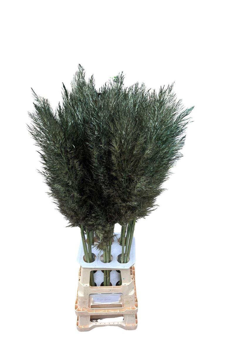 Cortaderia Opgetrokken Olive Groen Stem