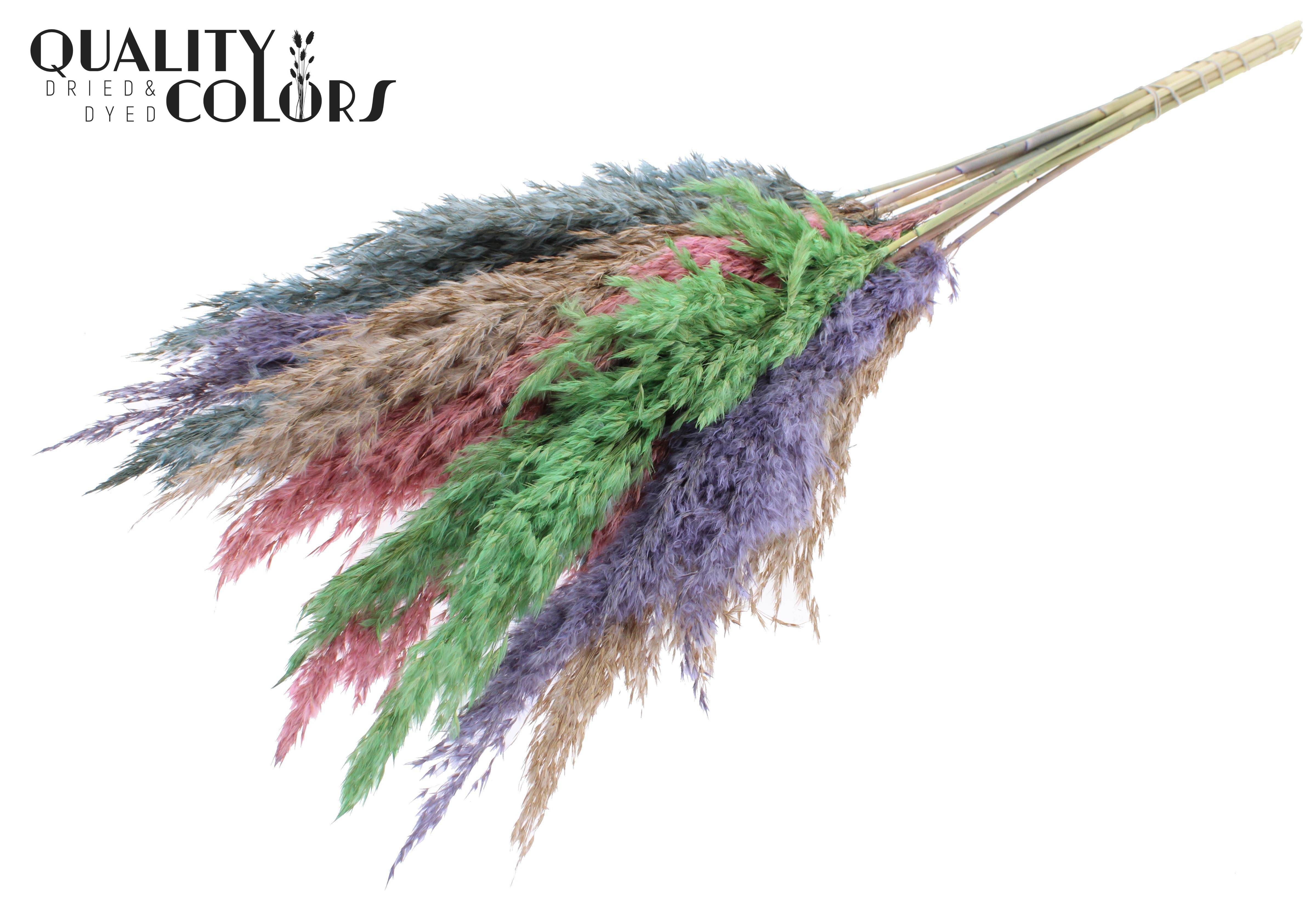 Pampas Grass Colourful 1 Per Bunch 70cm