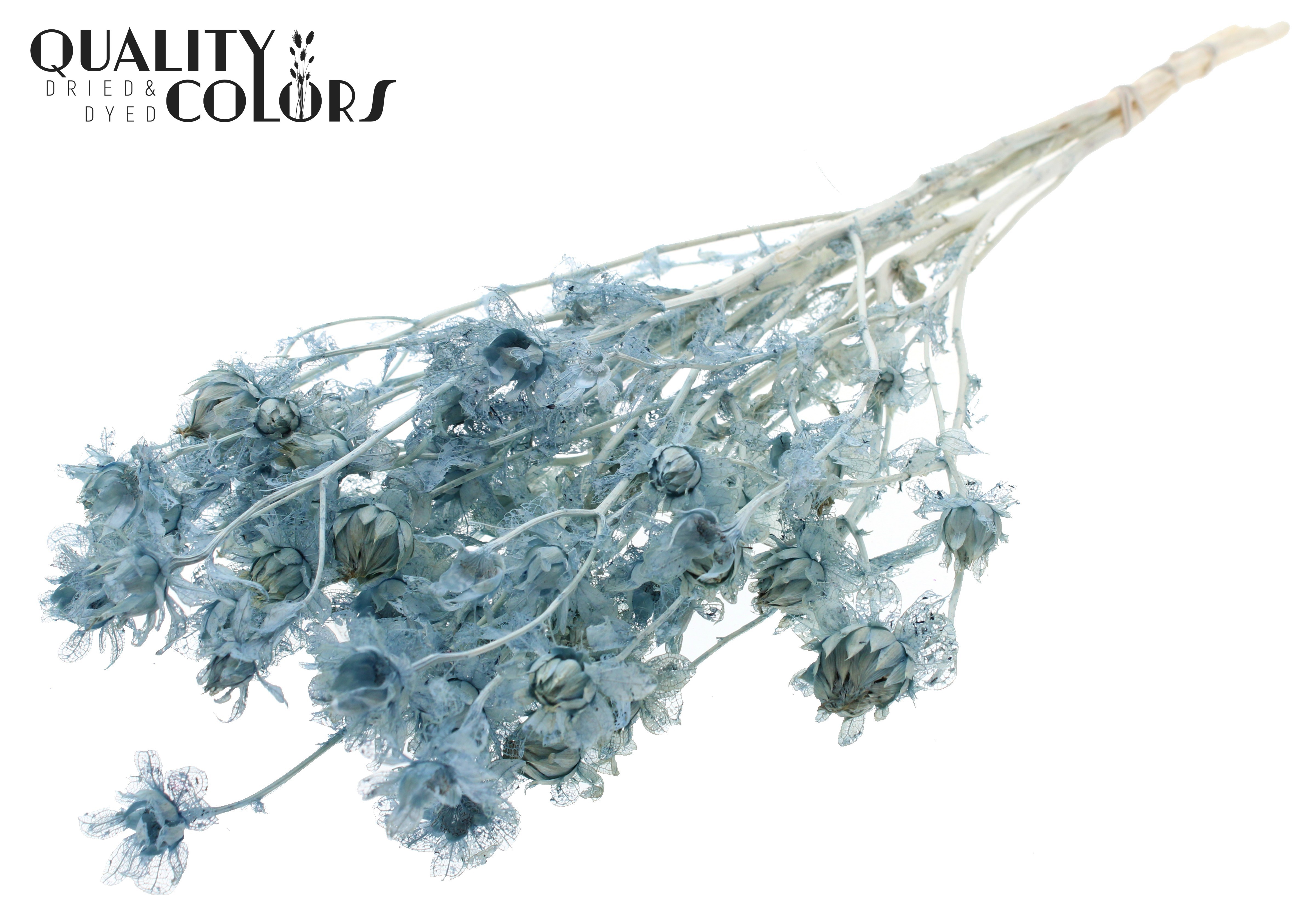 Carthamus Intense Frosted Light Blue Per Bunch 70cm