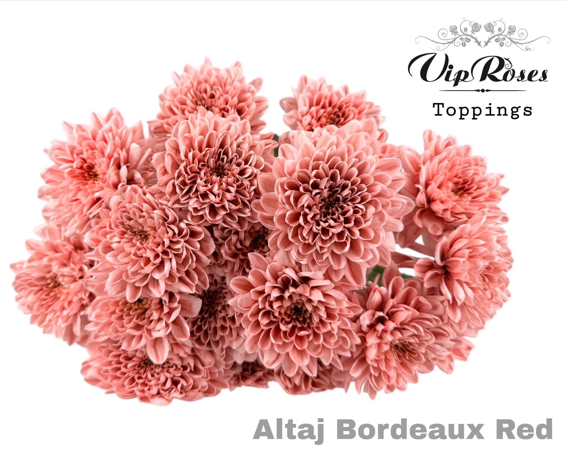 Chr T Altaj Bordeaux Red 70 cm