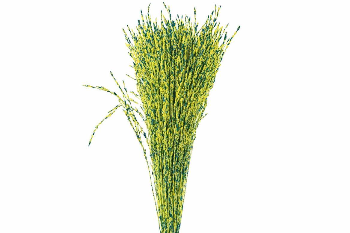 Dried Artz Rice Grass Van Gogh Bunch