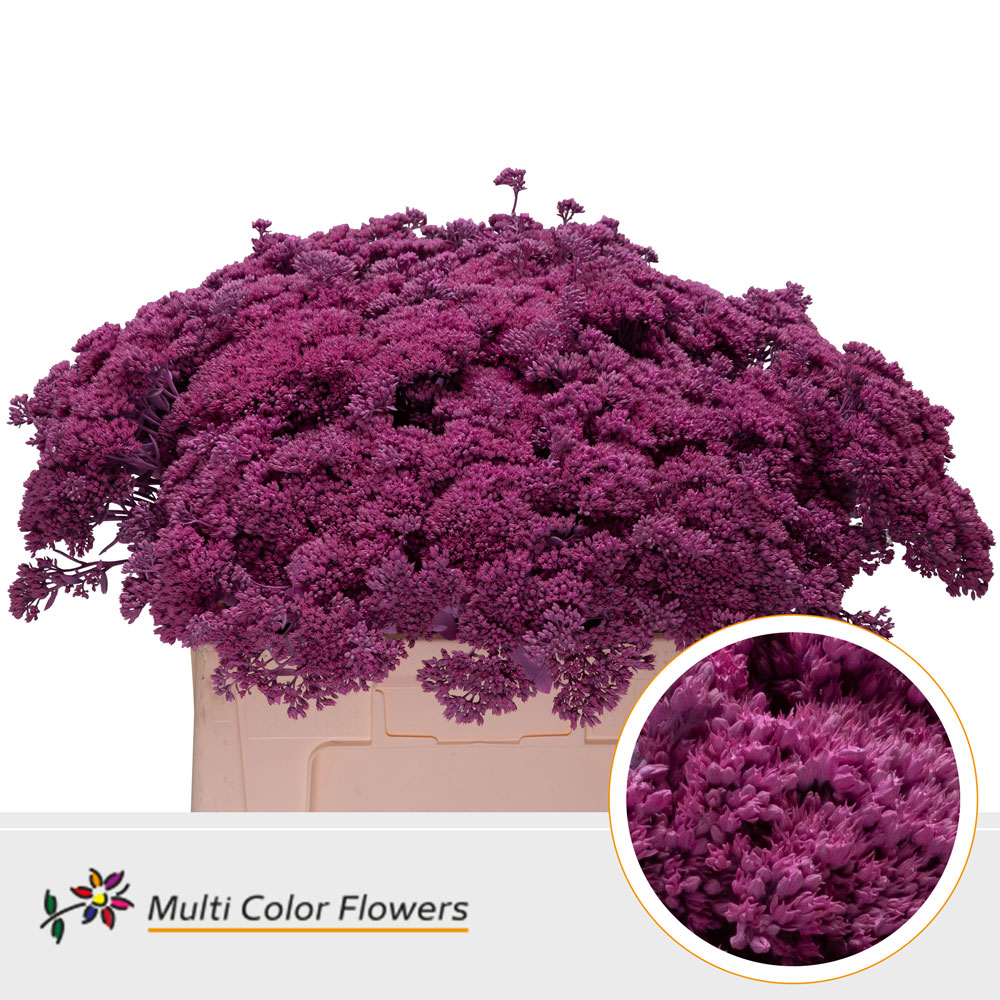 Sedum Painted New Pink 55cm