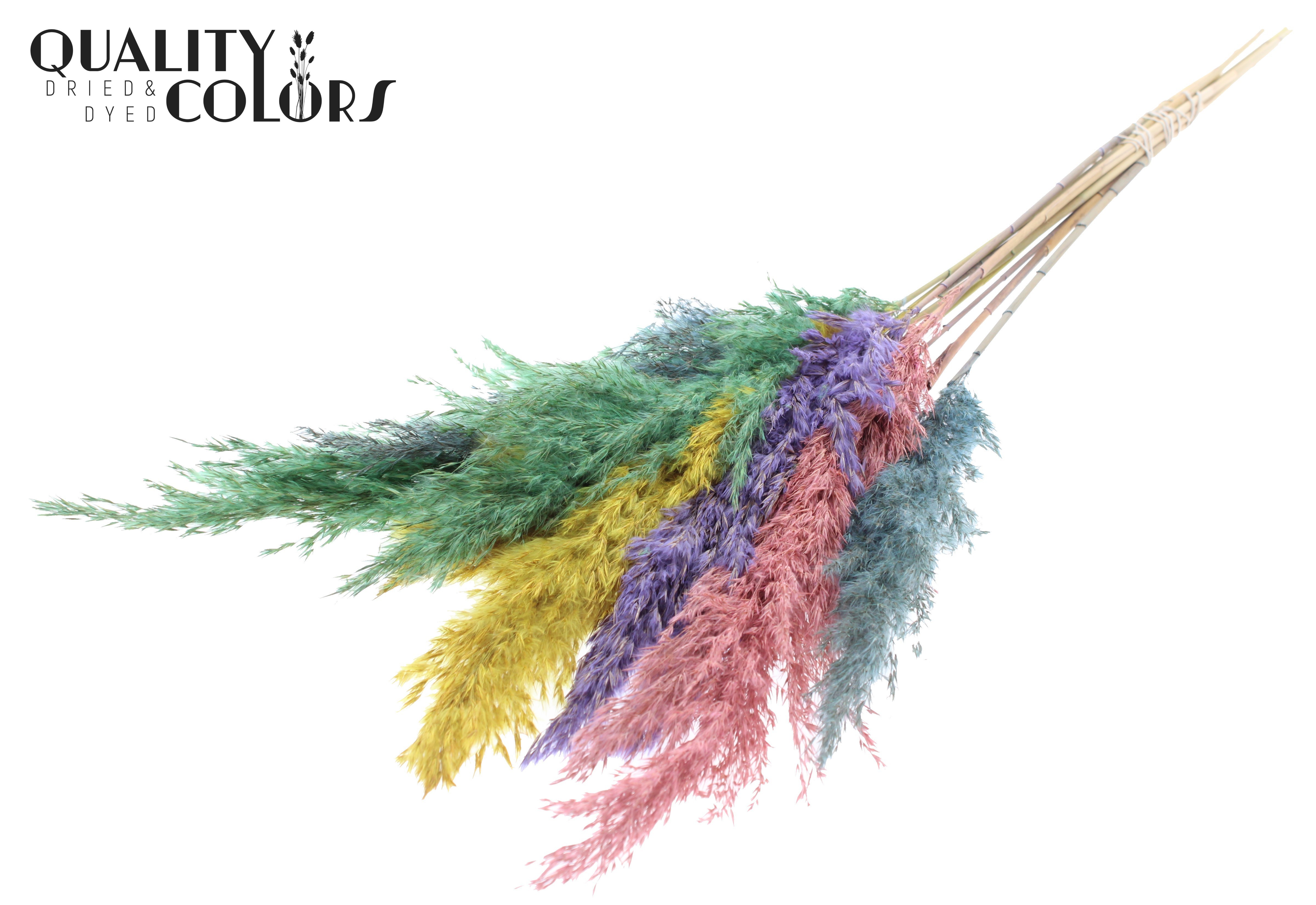 Pampas Grass Pastel Prism Per Bunch 70cm