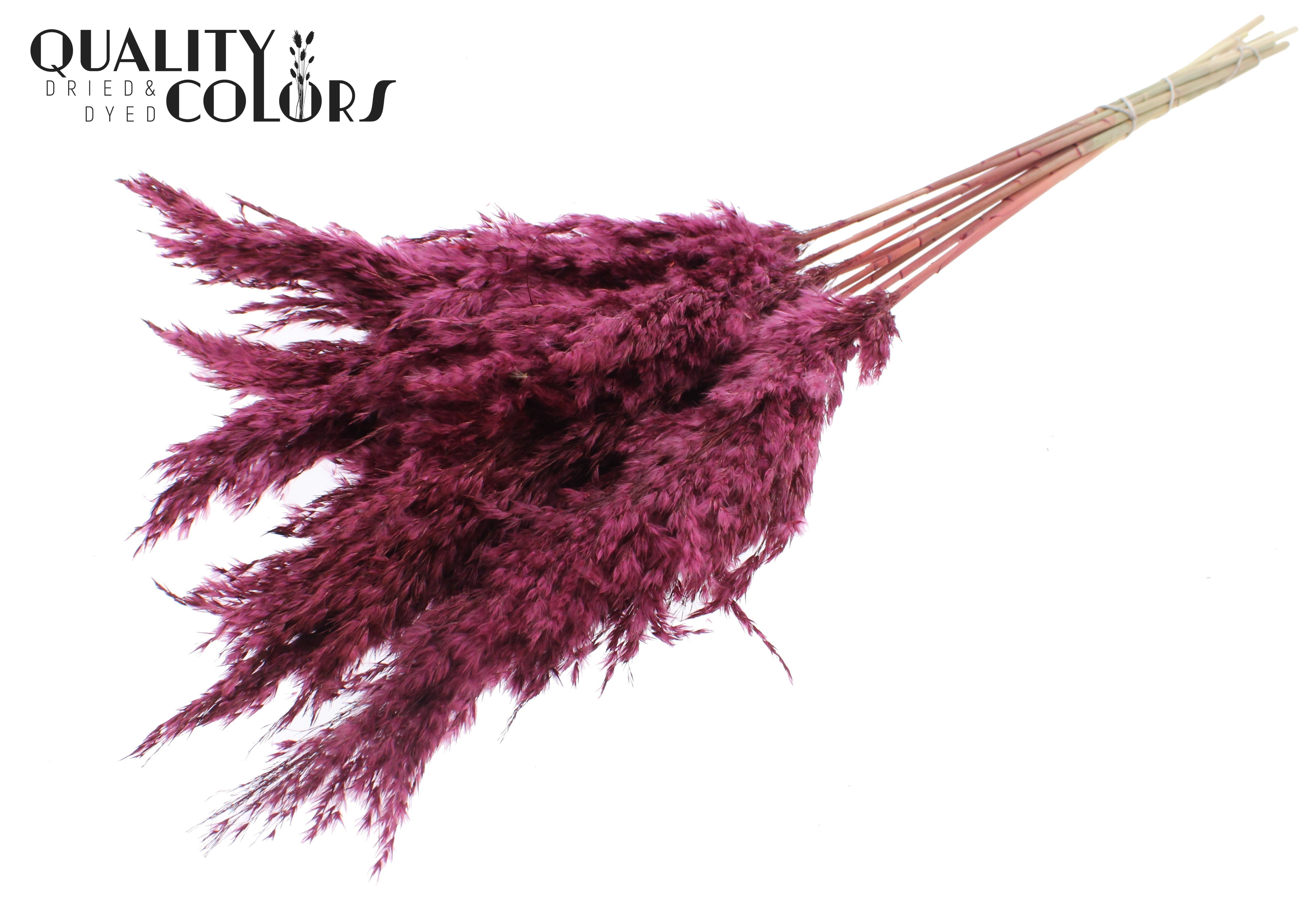 Pampas Grass Burgundy Per Bunch 70cm