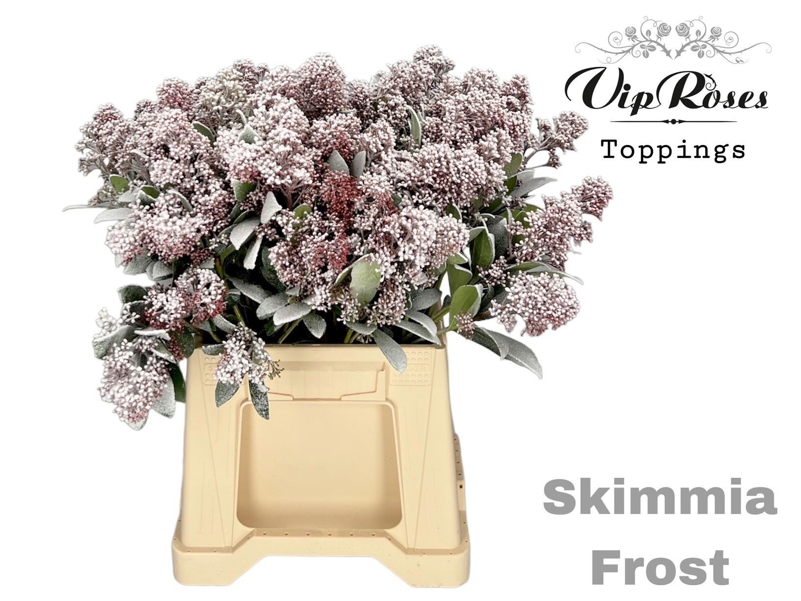 Skimmia Painted Frost Per Bunch 45cm