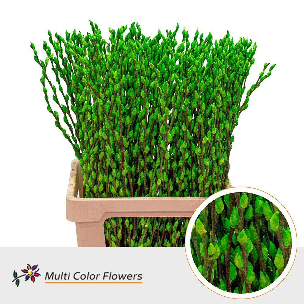 Salix Snow Flake Painted Apple Green 70cm