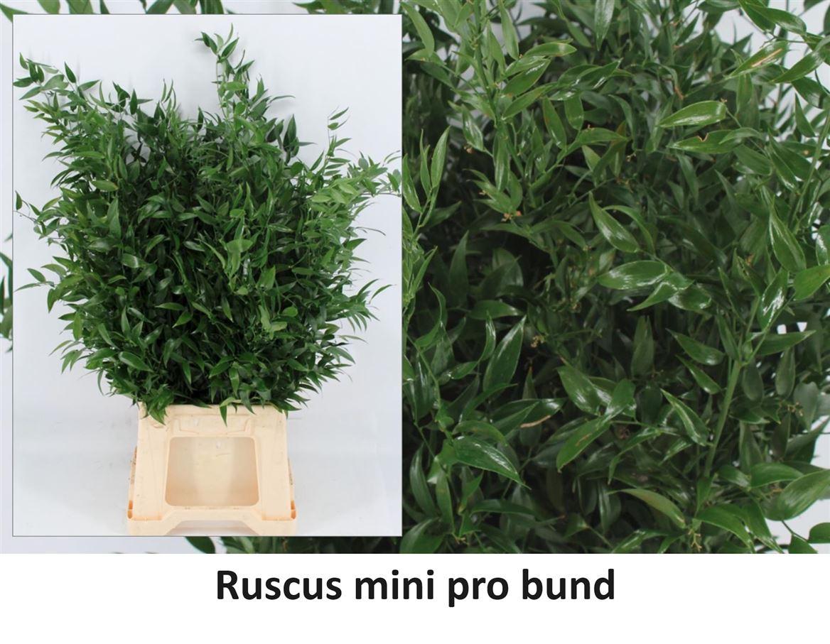 Ruscus Medium 100gr P Bunch