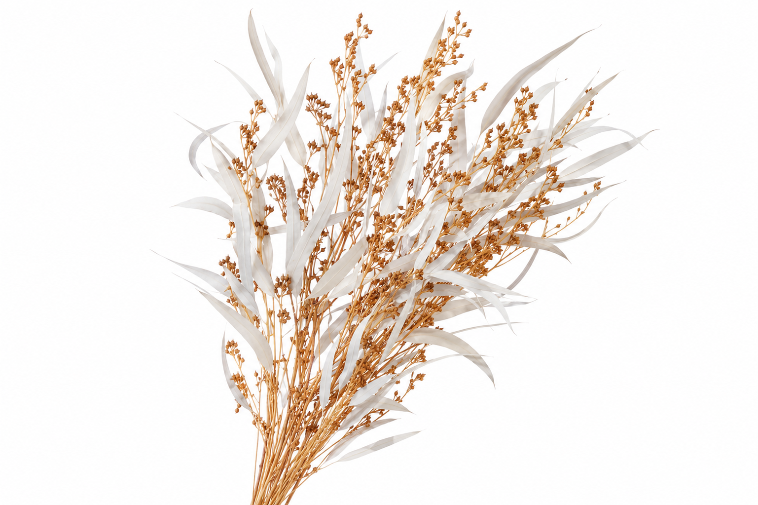 Dried Bleached Eucalyptus Exotica
