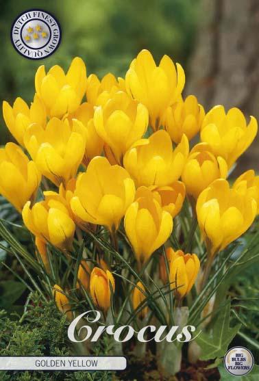 Crocus Vernus Golden Yellow X10