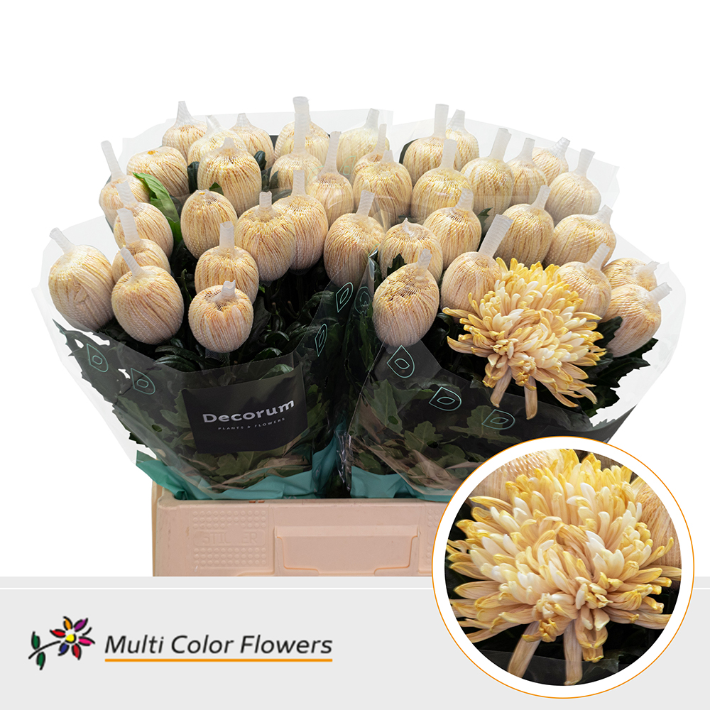 Chrysanth Single Painted Antonov Latte 70cm