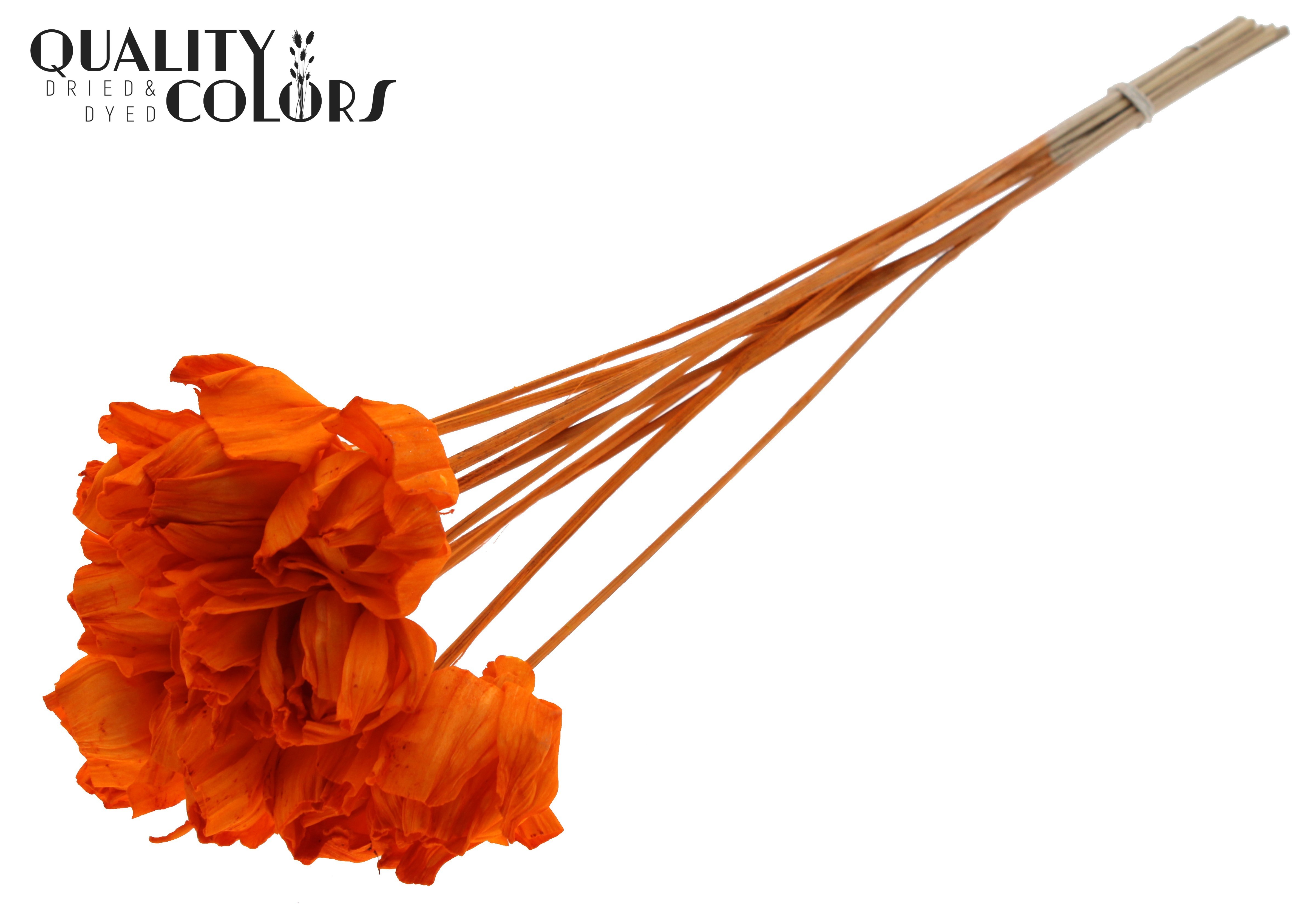 Shola Dear Holly Orange 50cm