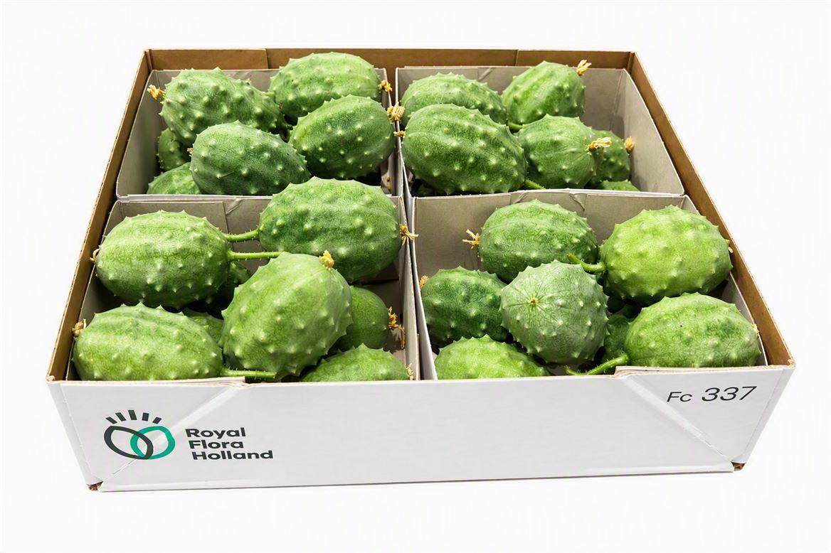 Sier Cucumis Luffa Grey X4 Holl