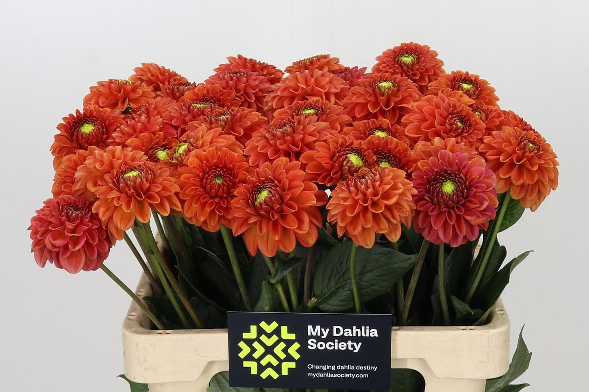Dahlia Orange Fox