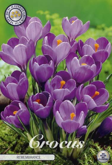 Crocus Vernus Remembrance X10