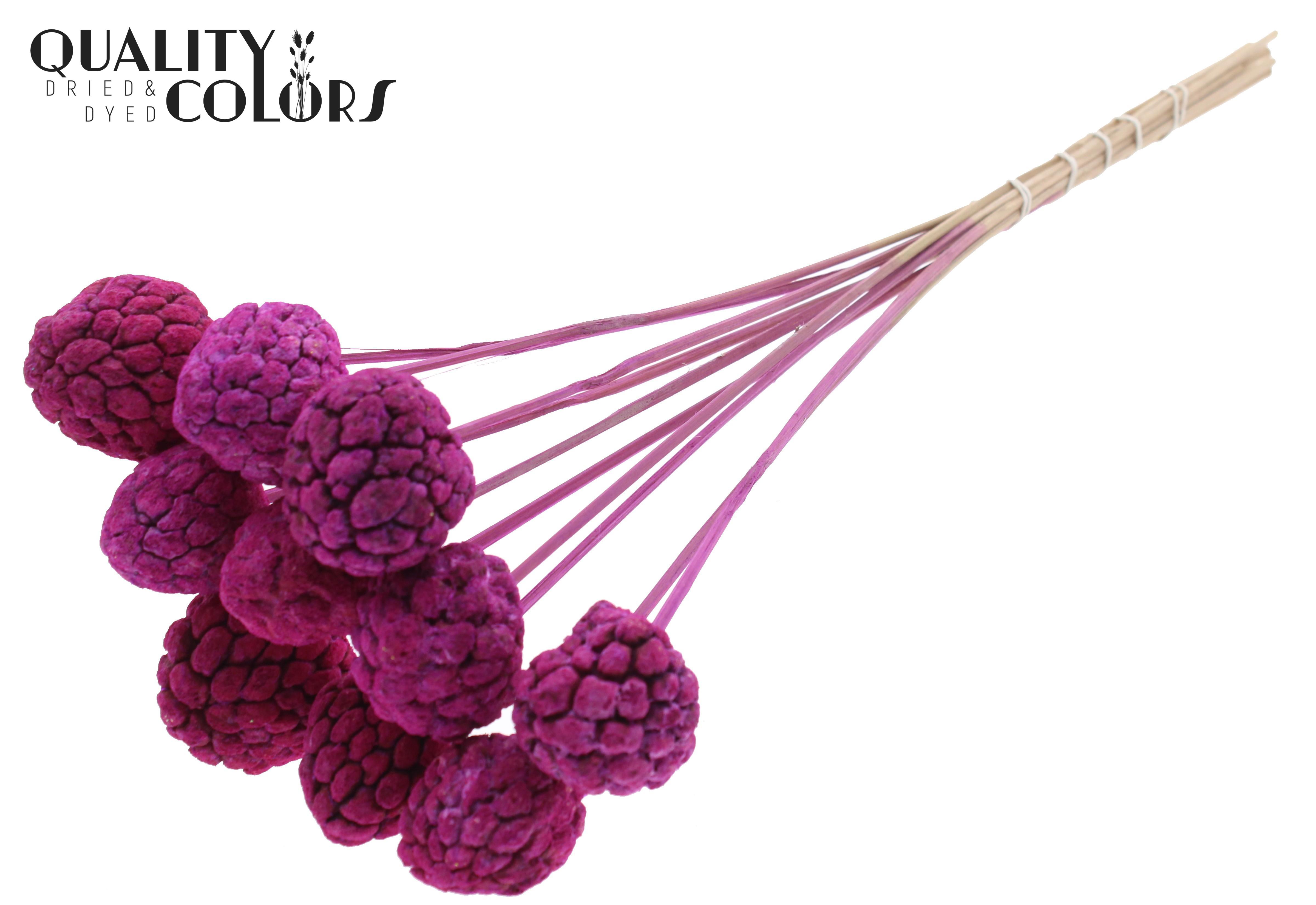 Atta Fruit Intense Lilac 50cm
