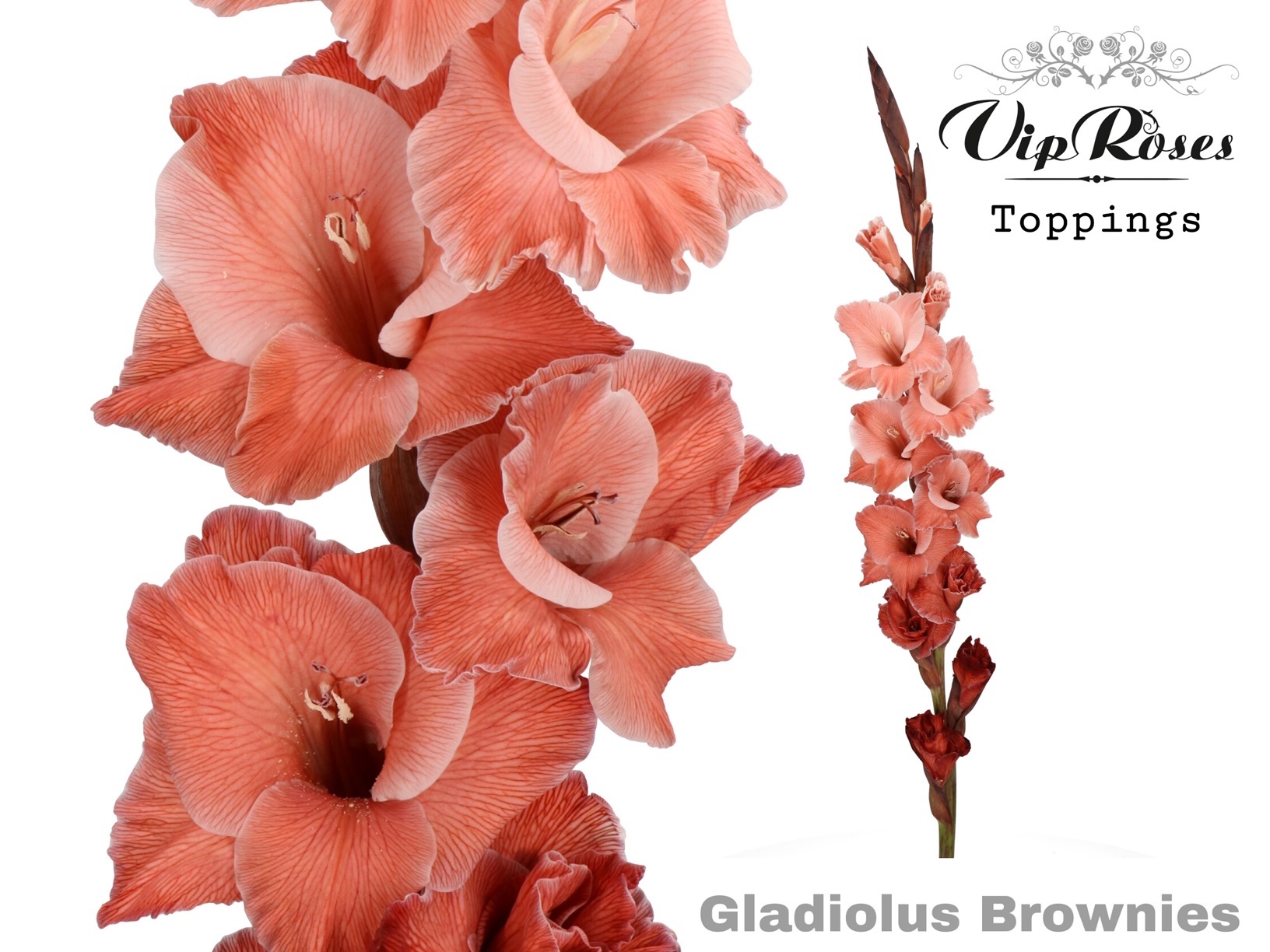 Glad Gr Brownies 110 cm
