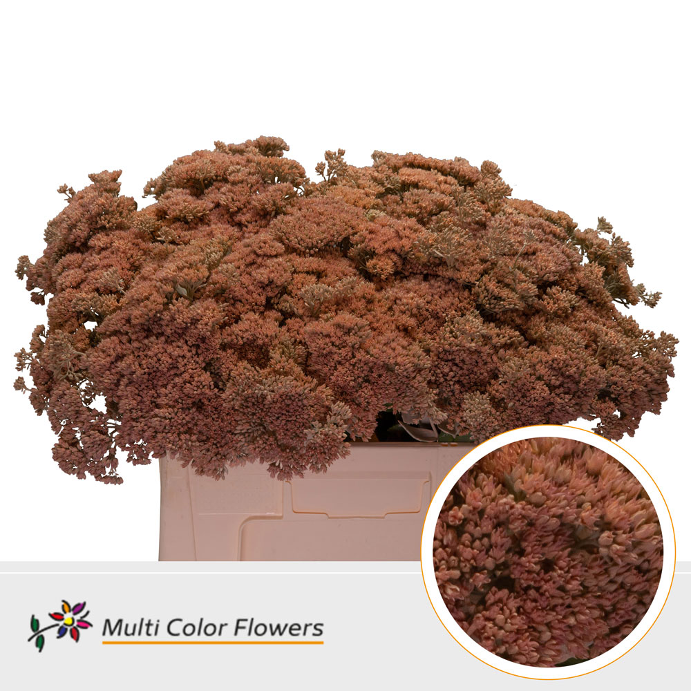 Sedum Painted Apricot 55cm