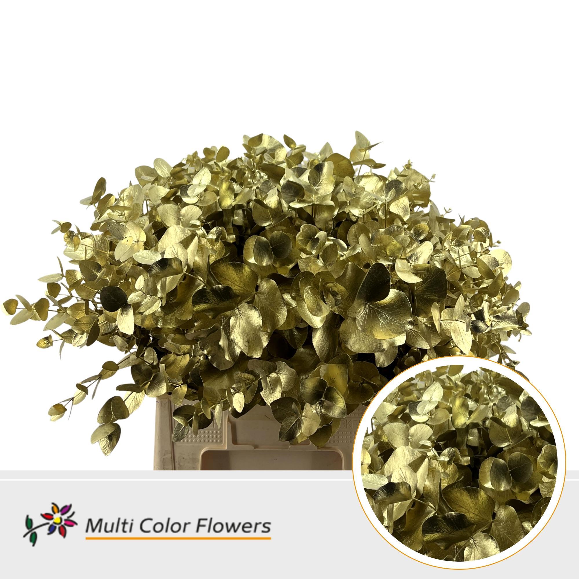 Eucalyptus Cinerea Goud