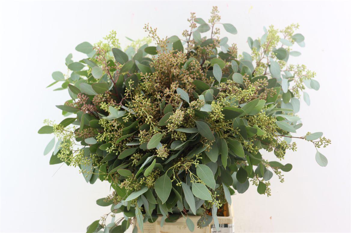 Euca Populus Berry 300gr P Bunch