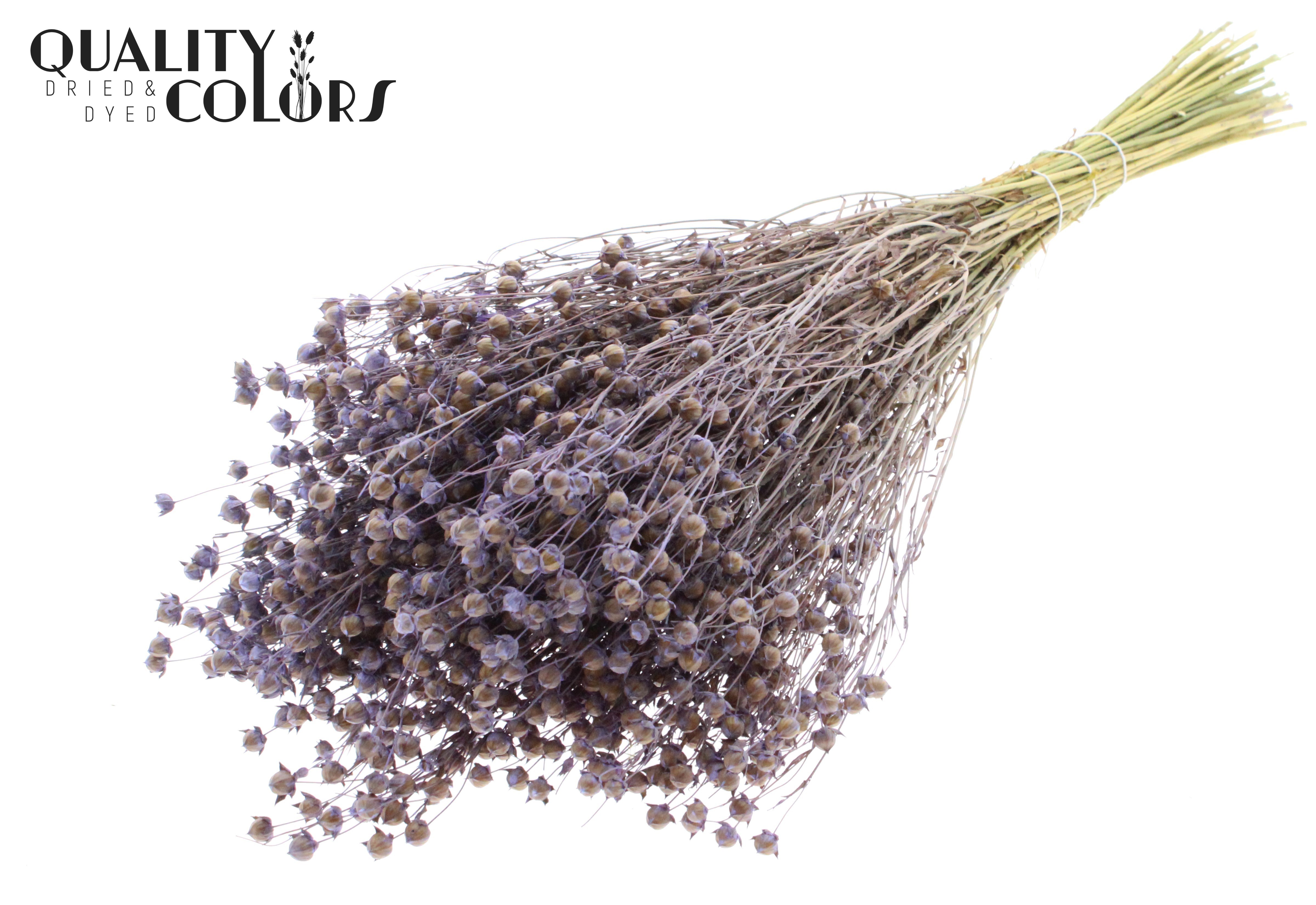 Lino Flax Frosted Milka Per Bunch 50cm