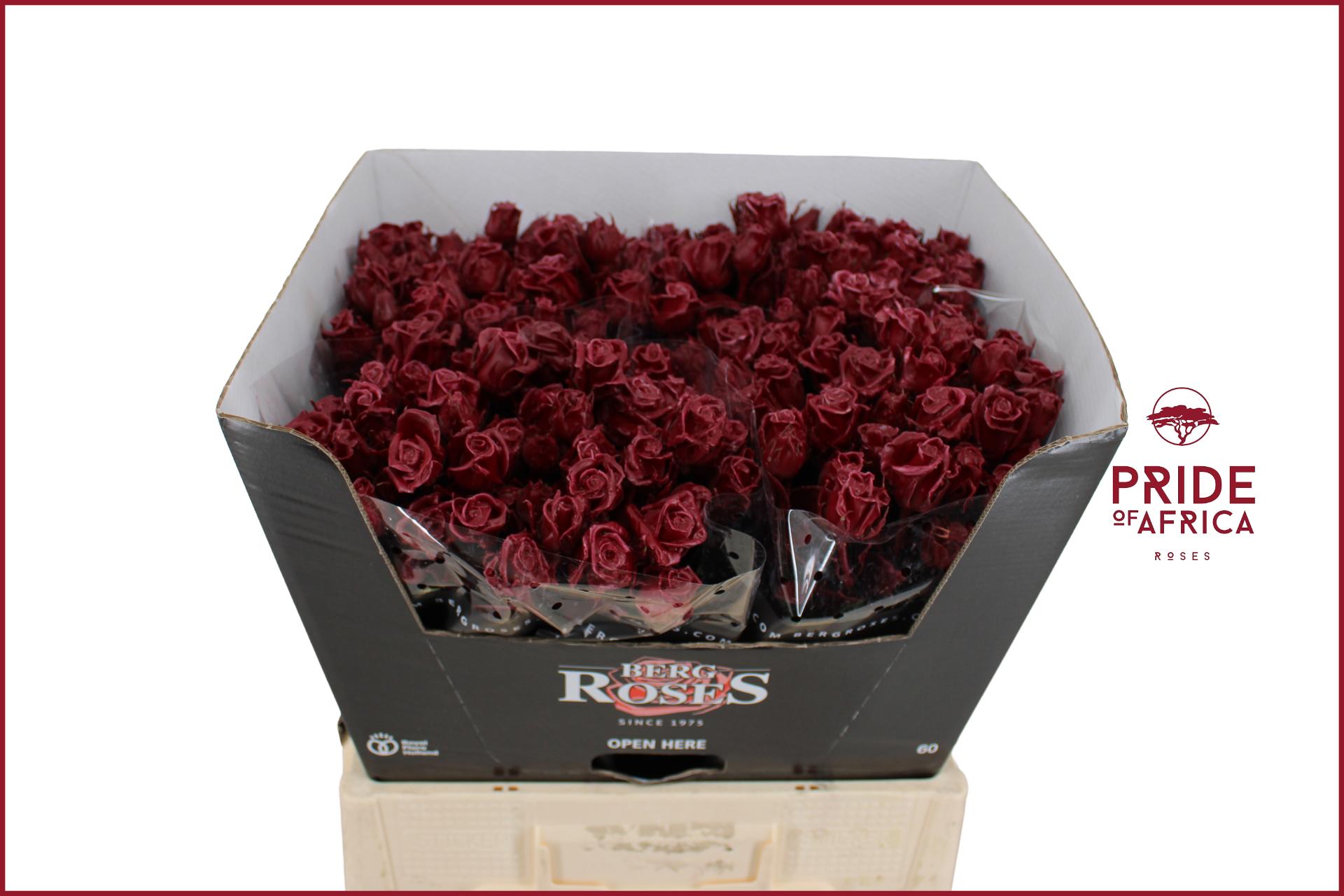 Rosa Waxed 60cm