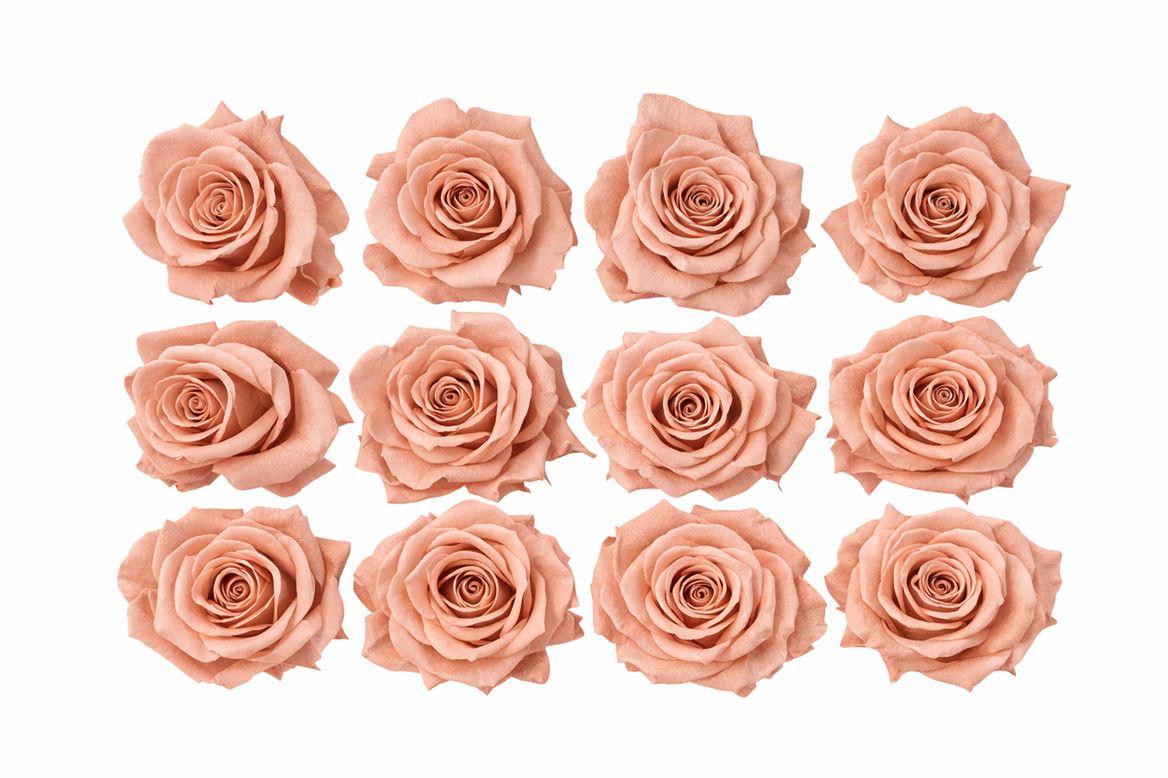 Ro Pres Mini Pink Dusty