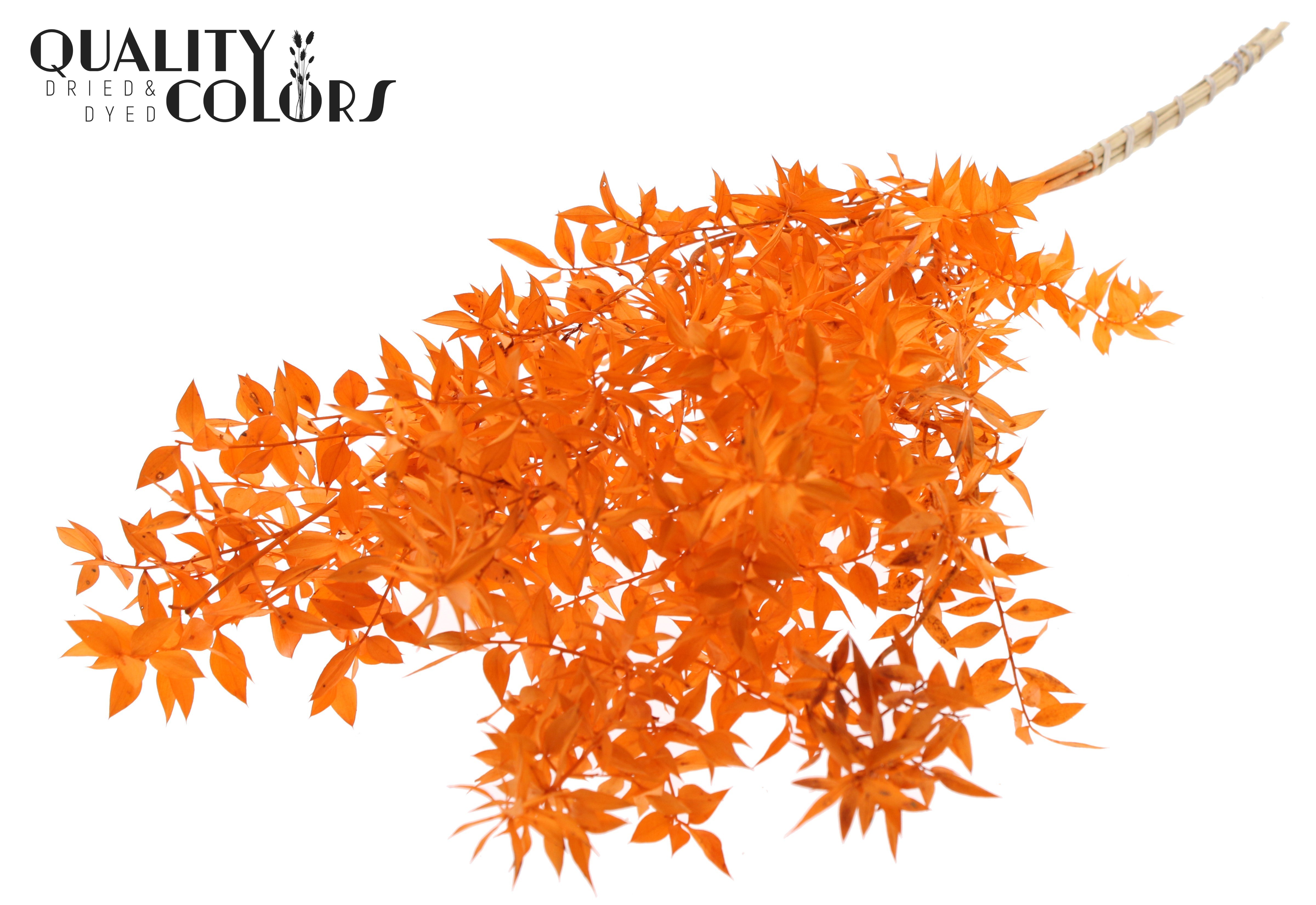 Ruscus Aculeatus Preserved Orange Per Bunch 70cm 1st