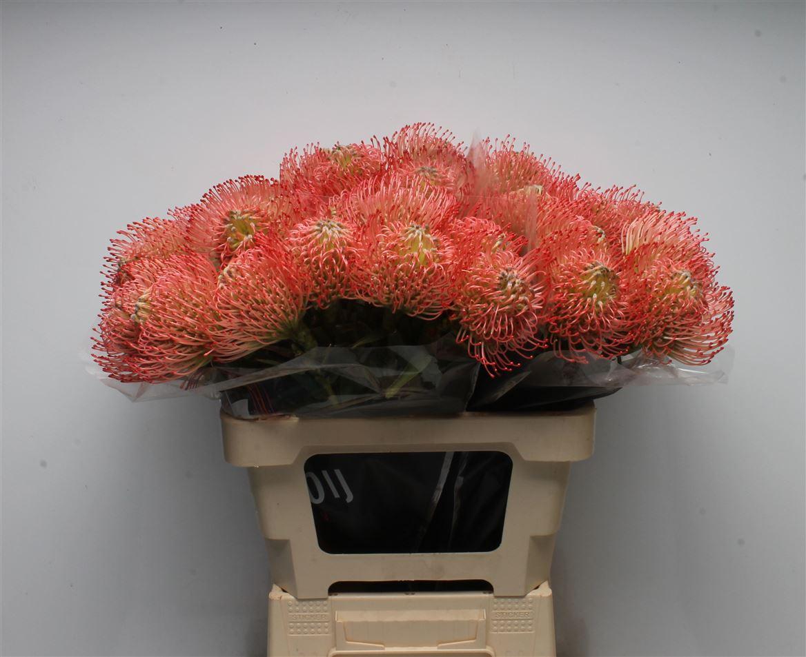 Leuco Ayoba Pink