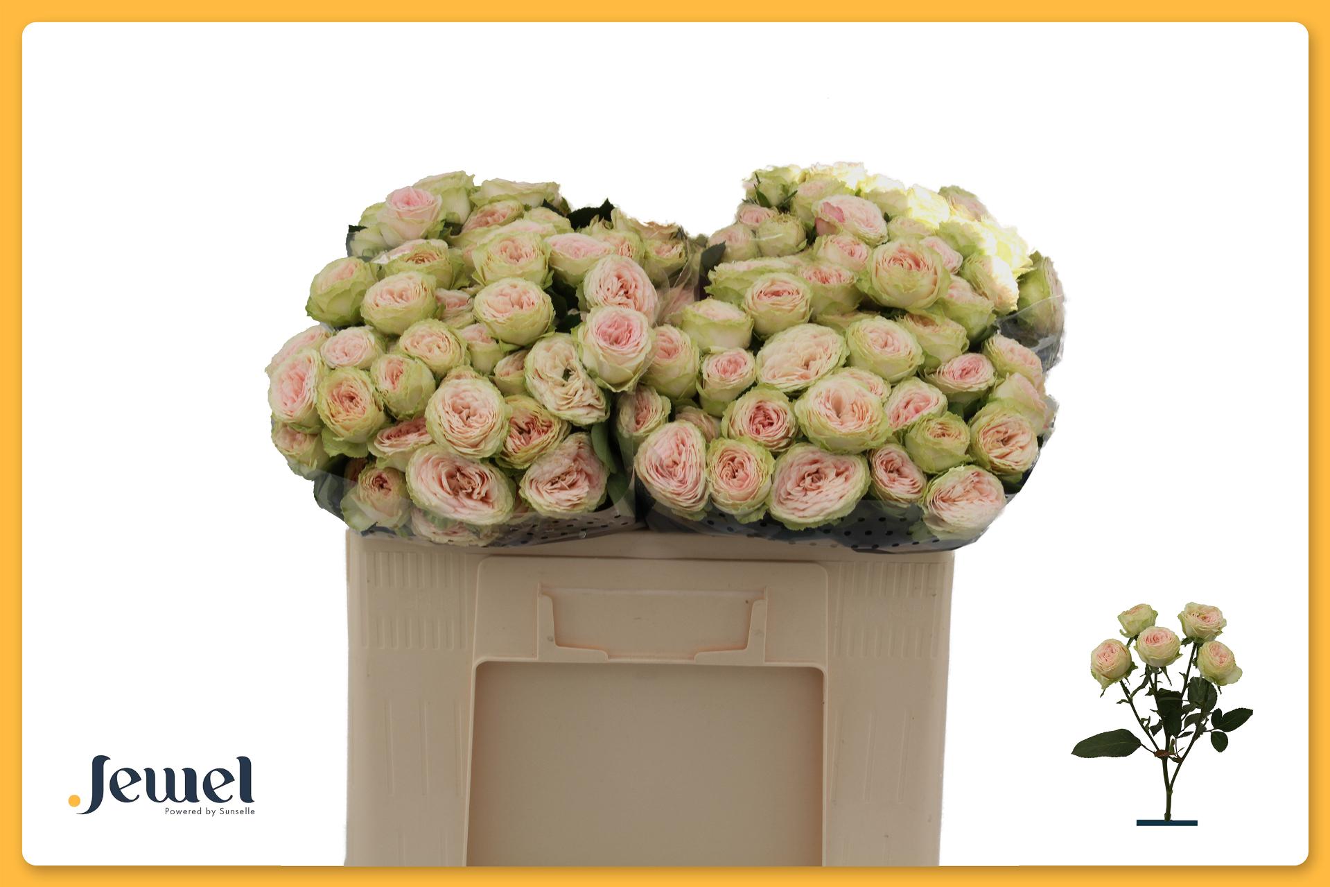 Rosa Spr Sweet Giselle 50cm
