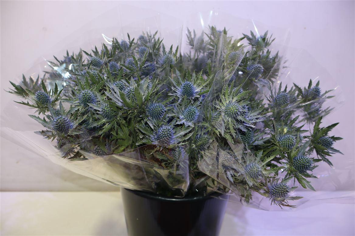 Eryn Aquarius Qstar X5