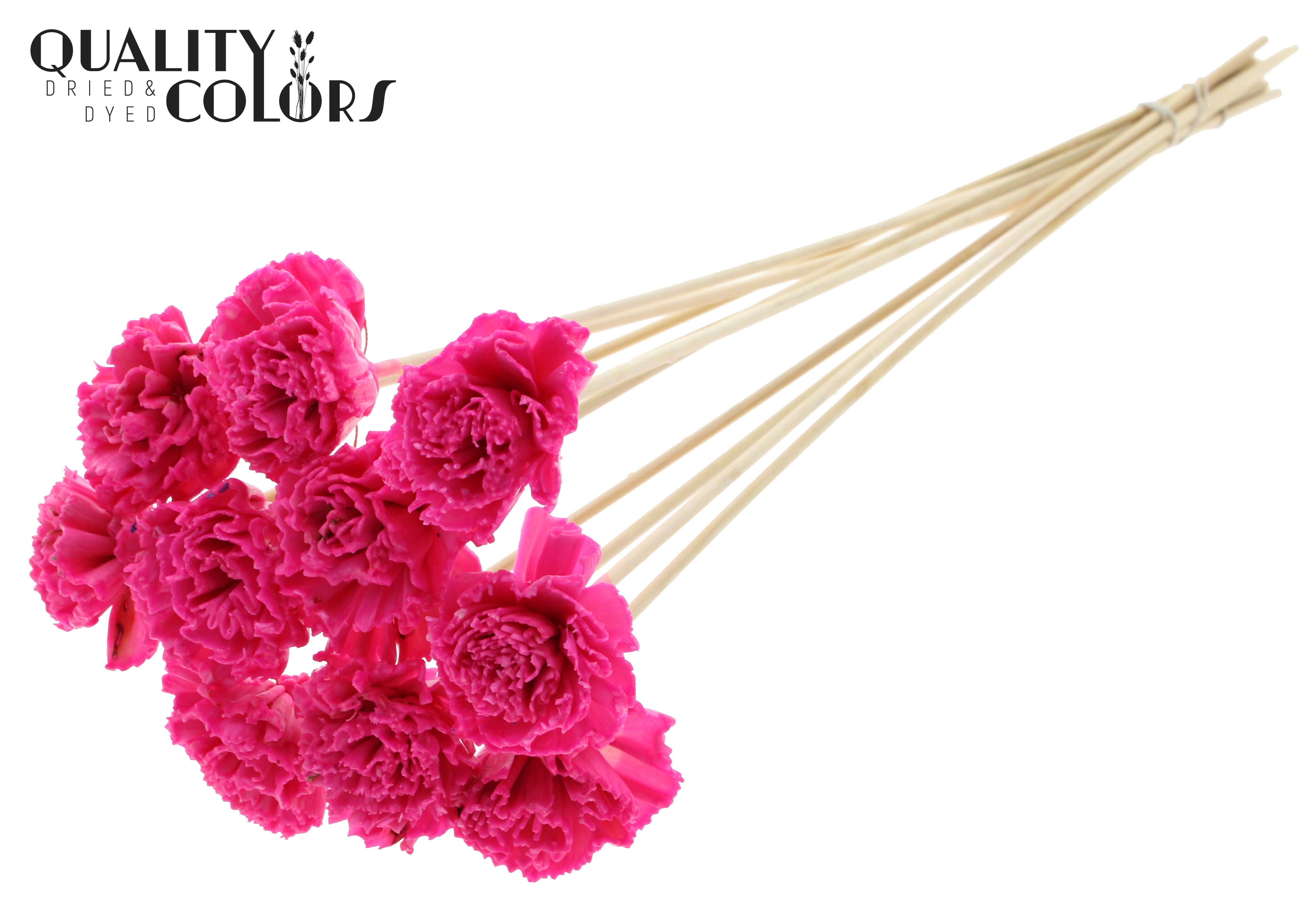 Shola Karnish Flower Wax Cerise 50cm