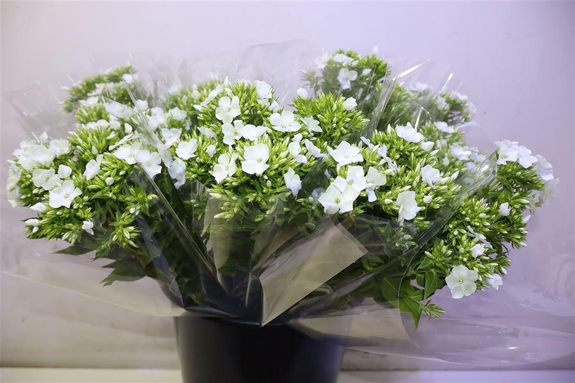 Phlox P Whitecap X5
