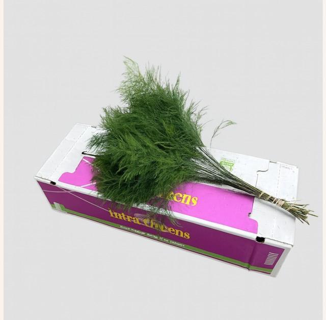 Asparagus Virgatus Bnch 60cm