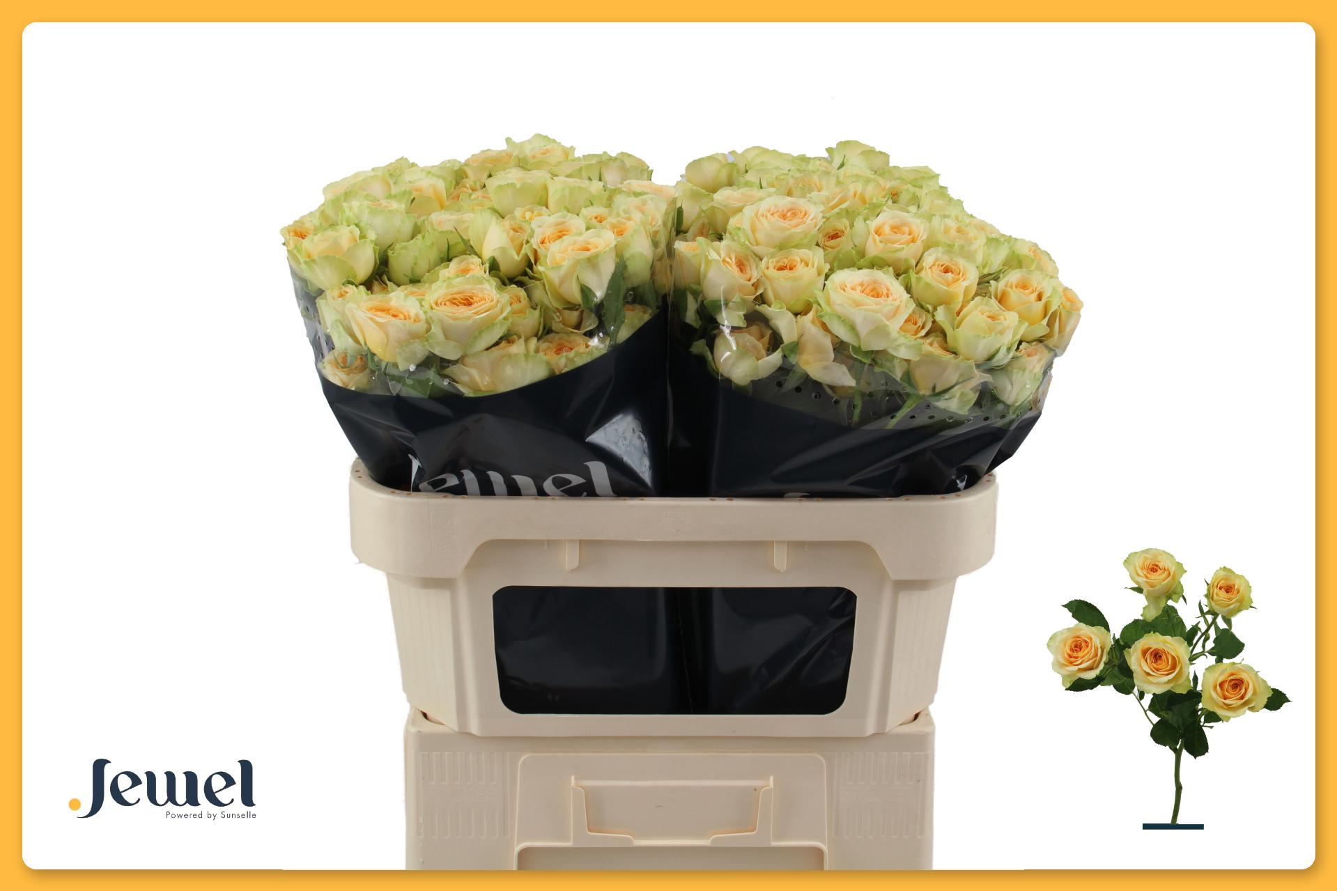Rosa Spr Bandolero 70cm